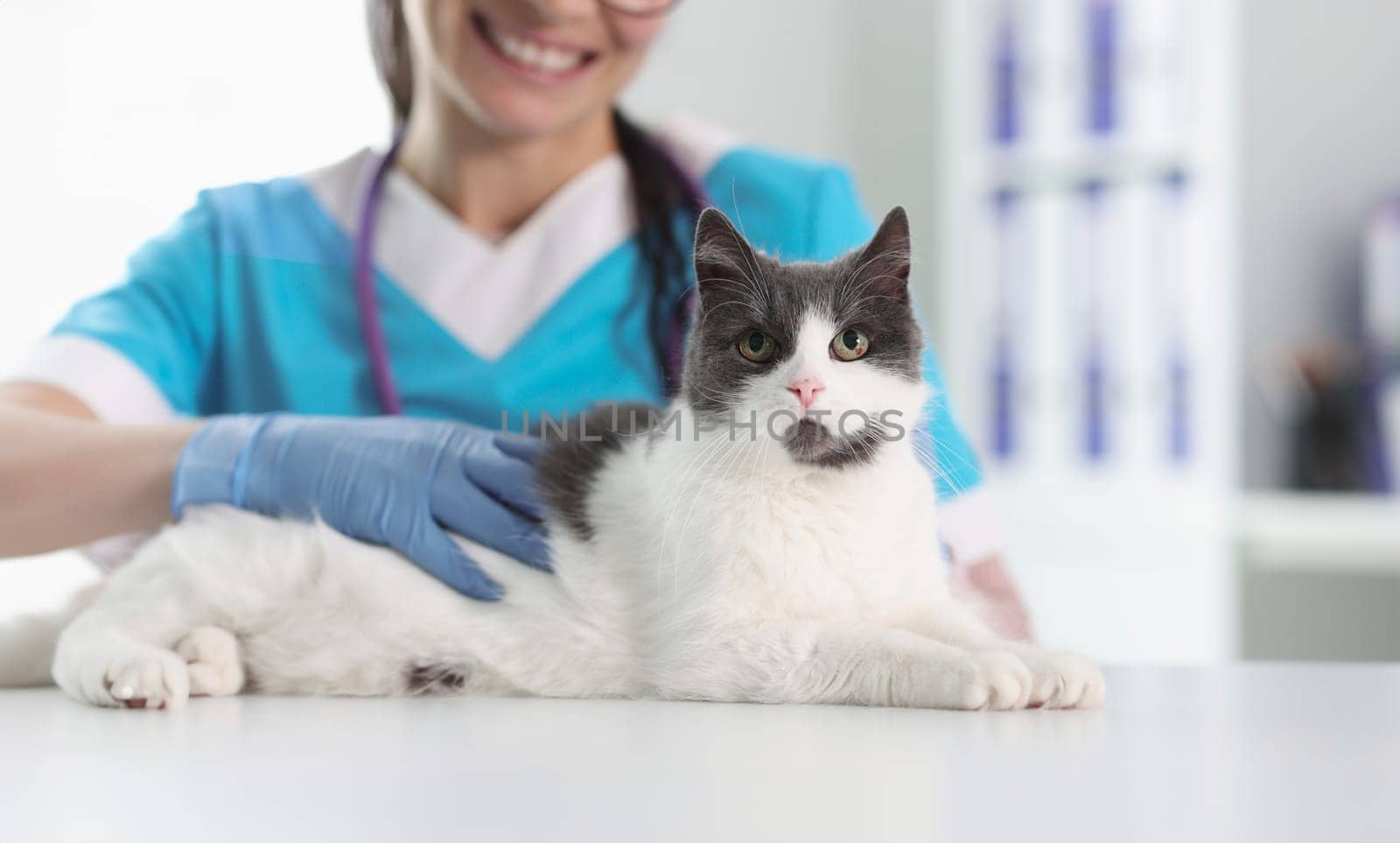 Woman veterinarian in protective gloves stroking cat closeup. Treatment and examination of pets concept