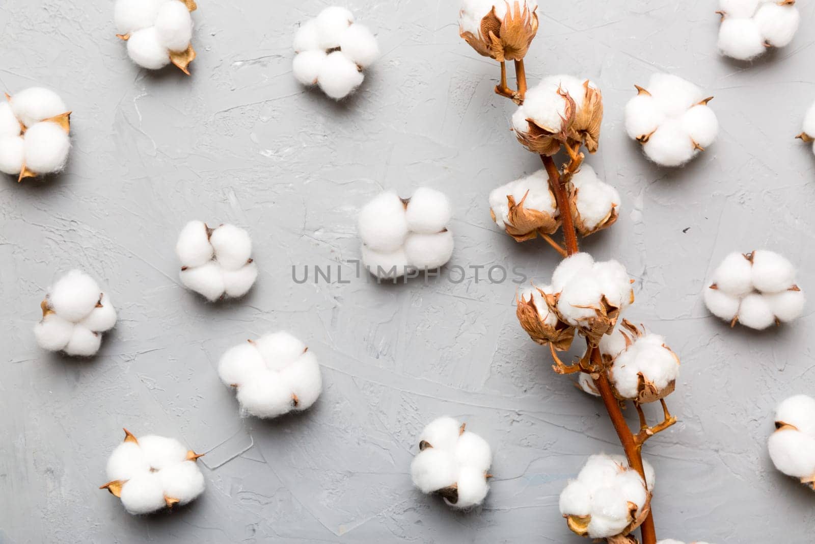 Autumn Floral Flat lay background composition. Dried white fluffy cotton flower branch top view on colored table with copy space by Snegok1967