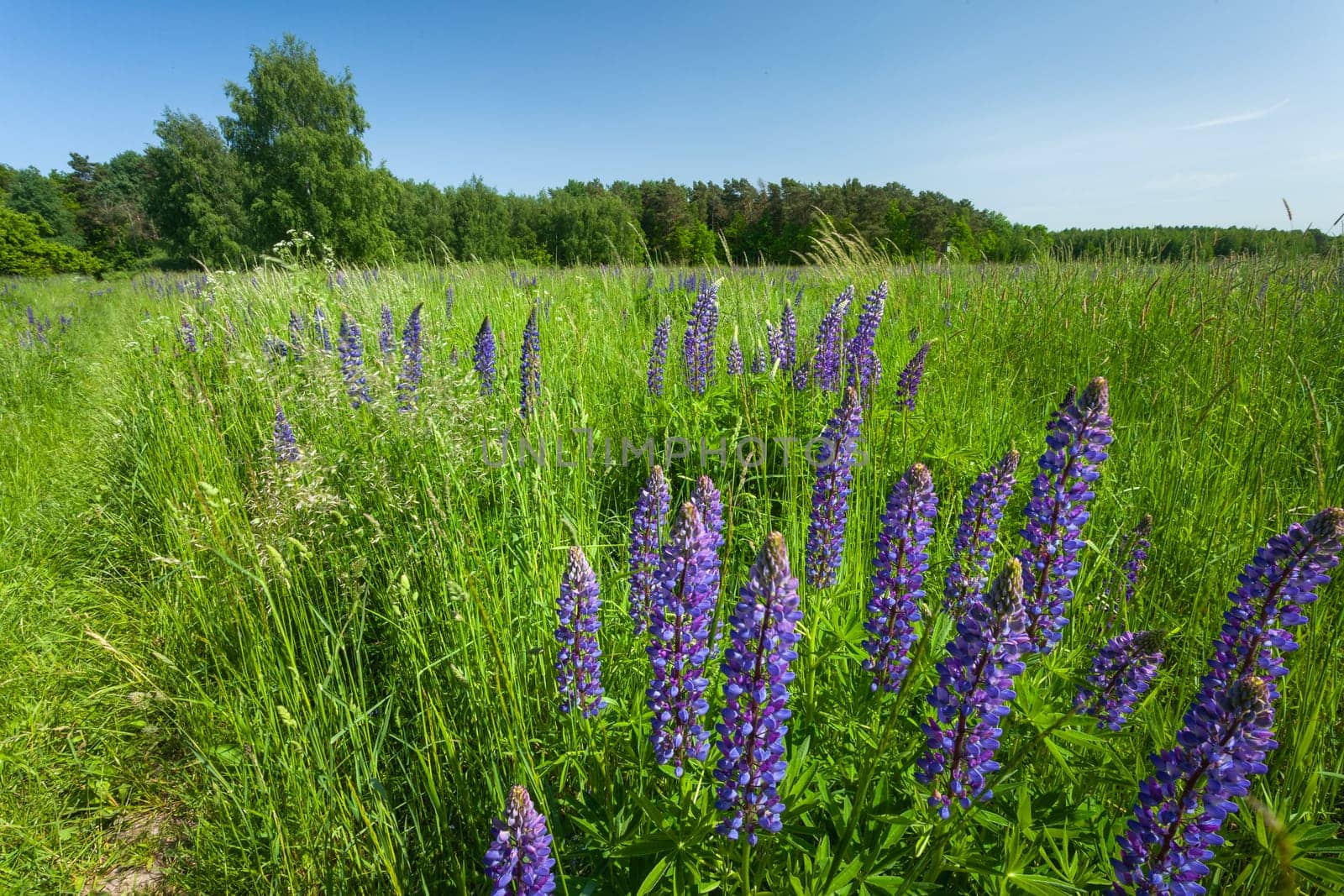Blue lupine flowers growing on a green meadow, eastern Poland