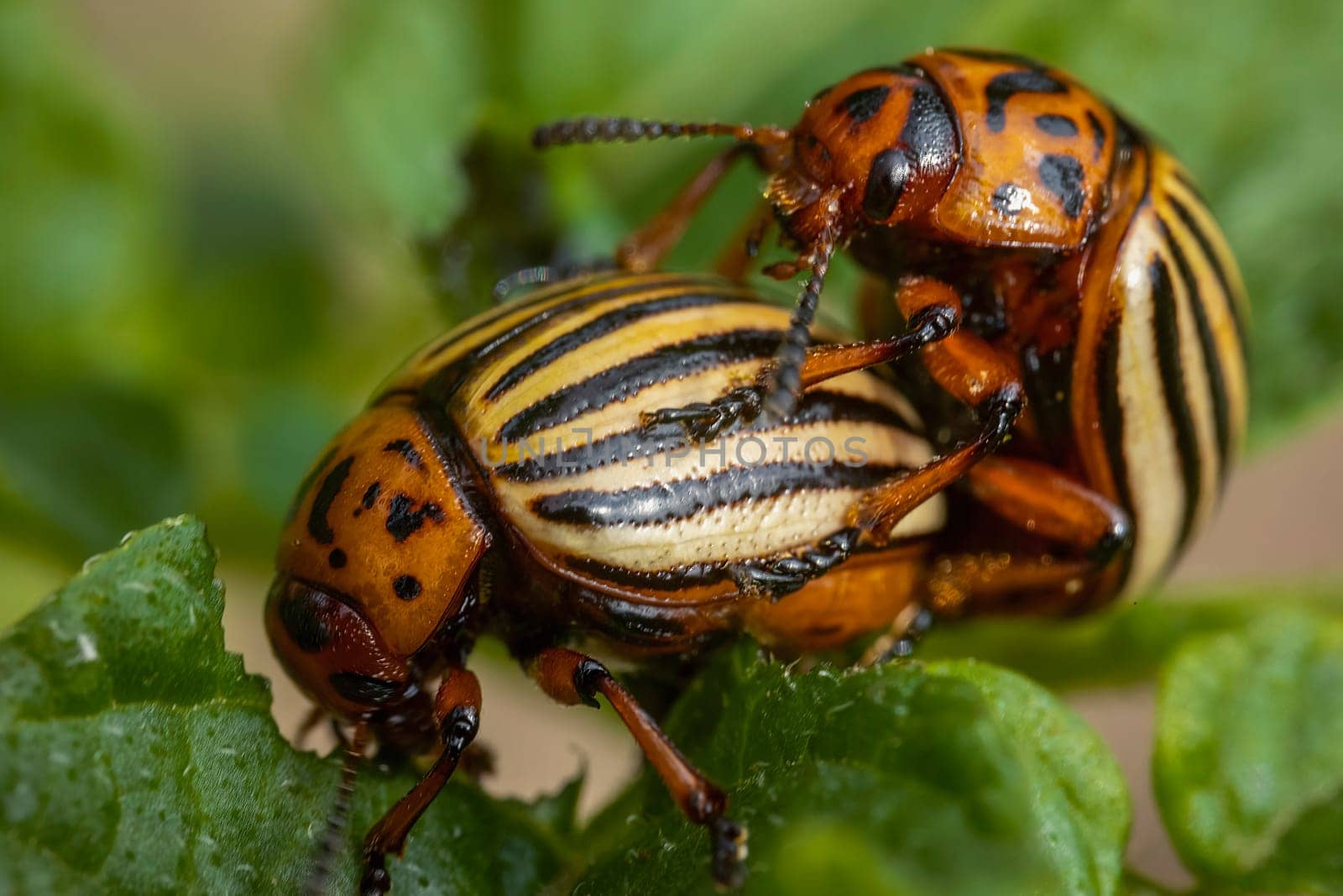 Two Colorado beetles eat potatoes by zokov