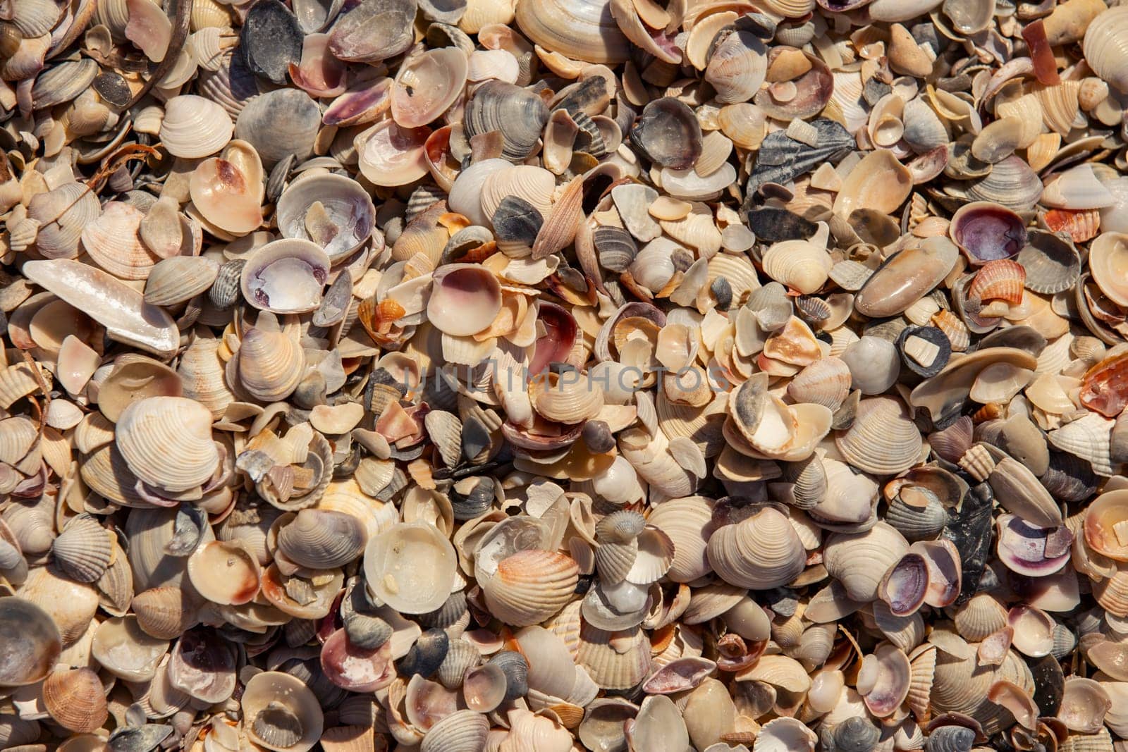 texture of seashells on the seashore top view