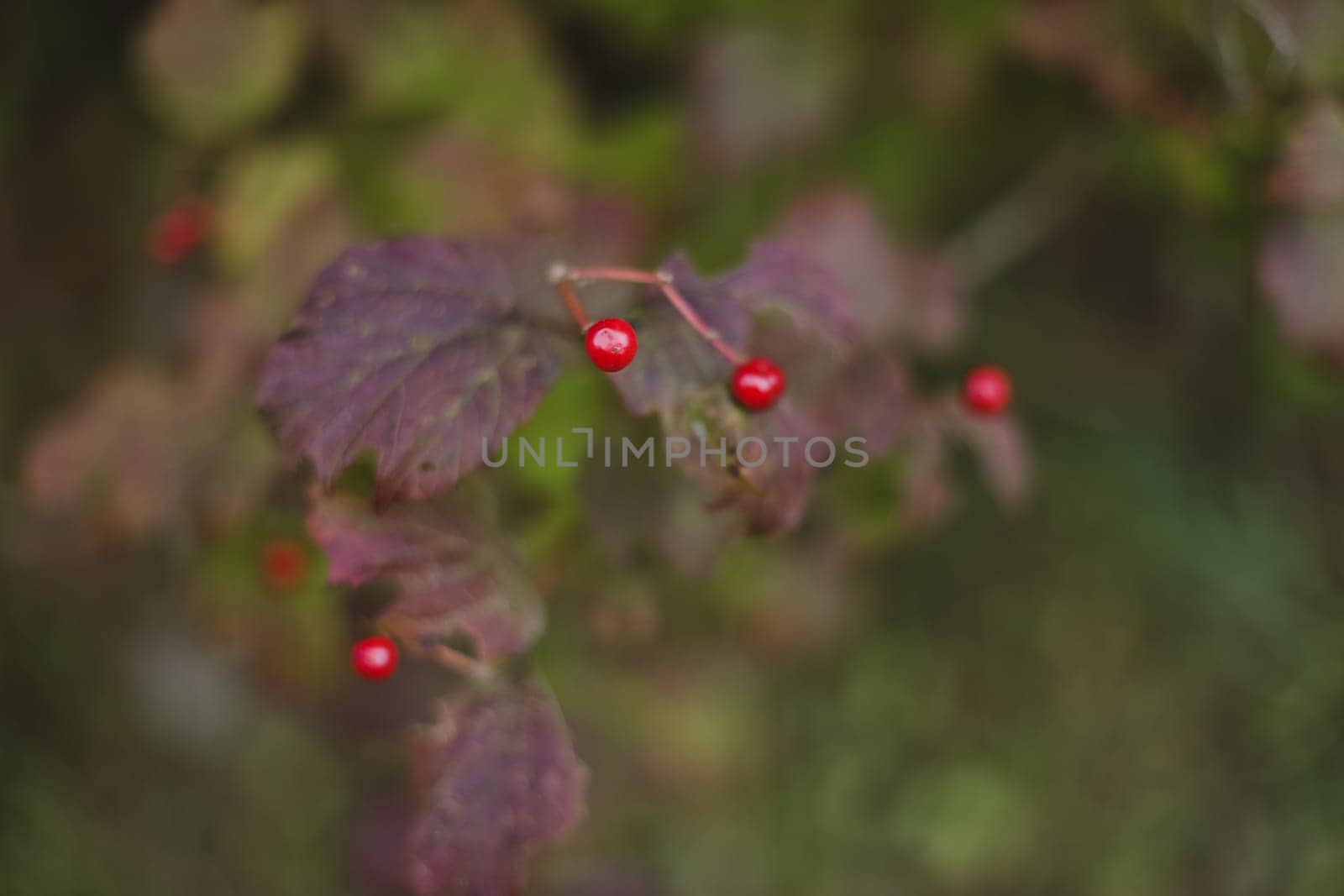 Branch with red berries viburnum on autumn background.