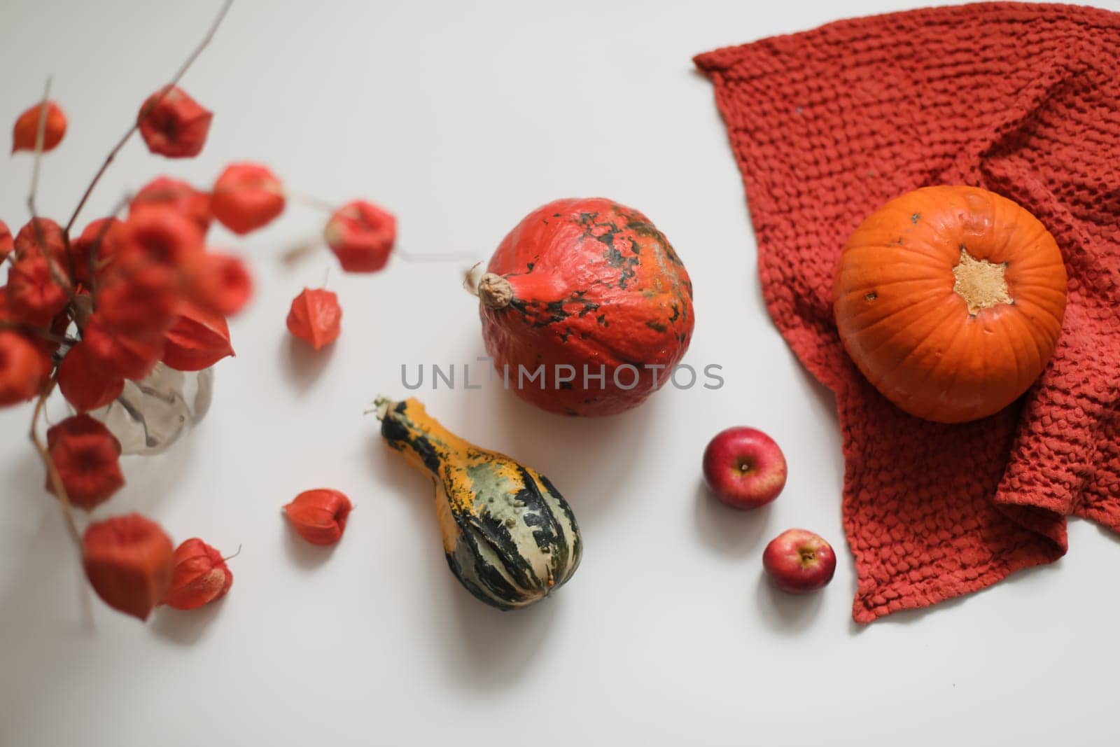 Colorful varieties of pumpkins and squashes. Autumn harvest. Color gradient background.