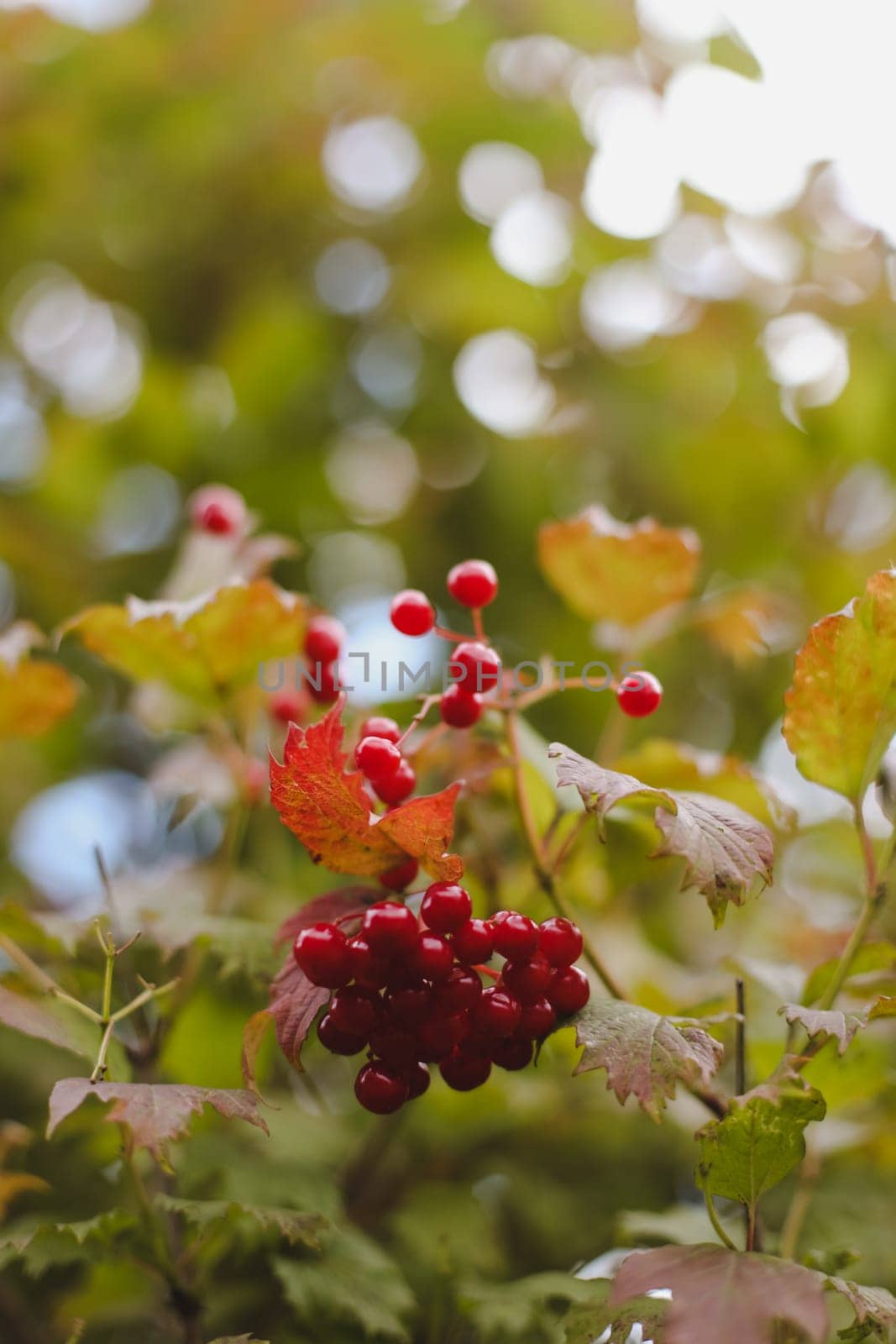 Branch with red berries viburnum on autumn background.