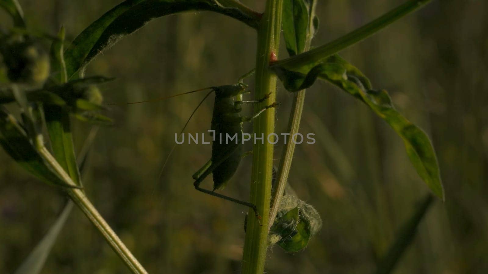 Close-up of grasshopper on grass. Creative. Big green grasshopper in grass. Locust or grasshopper in green grass. Macrocosm of summer meadow.