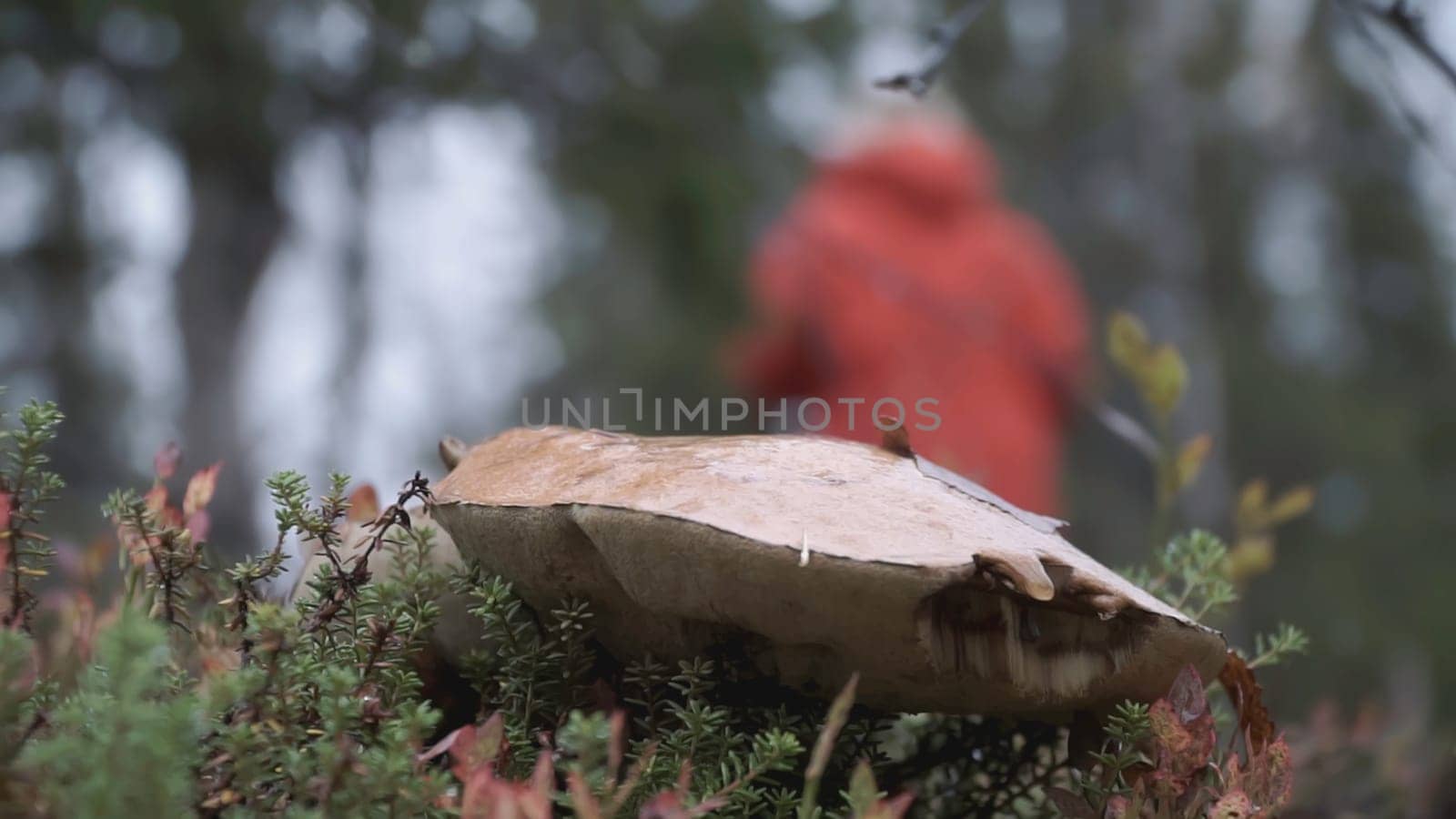 Mushroom growing among grass and moss close-up. CLIP. A girl in a red jacket walks past a mushroom in the background.