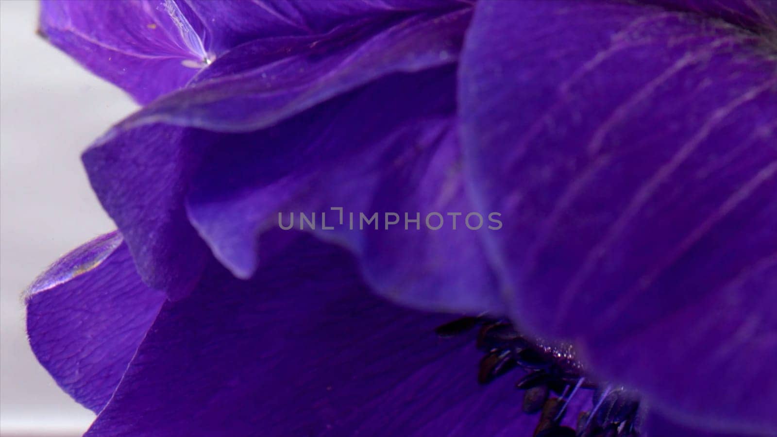 Bright purple flower bud in water. Stock footage. Delicate petals of purple bud under water. Beautiful anemone flower is twisted in clean water.