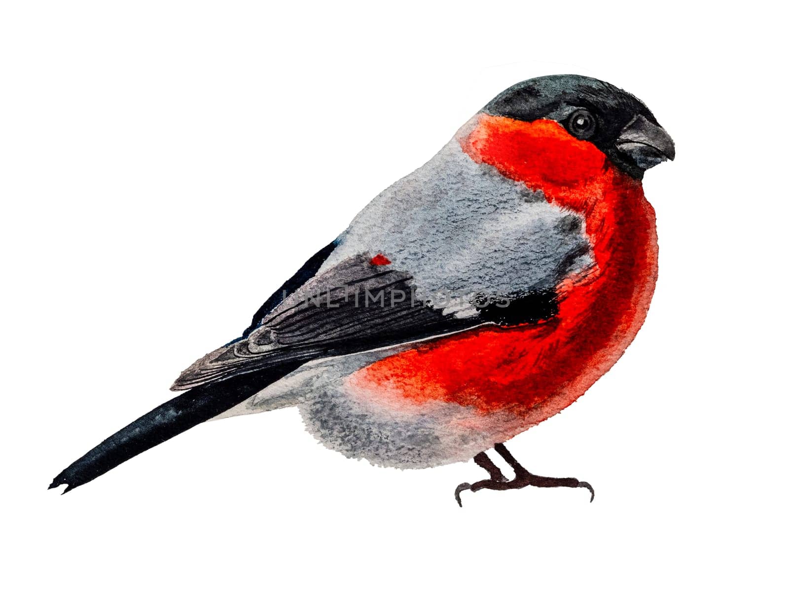 Cute bullfinch in watercolor, isolated on white background with clipping path. Winter bird bullfinch with red underparts and breast drawn in detailed realistic watercolor technique on cotton paper.
