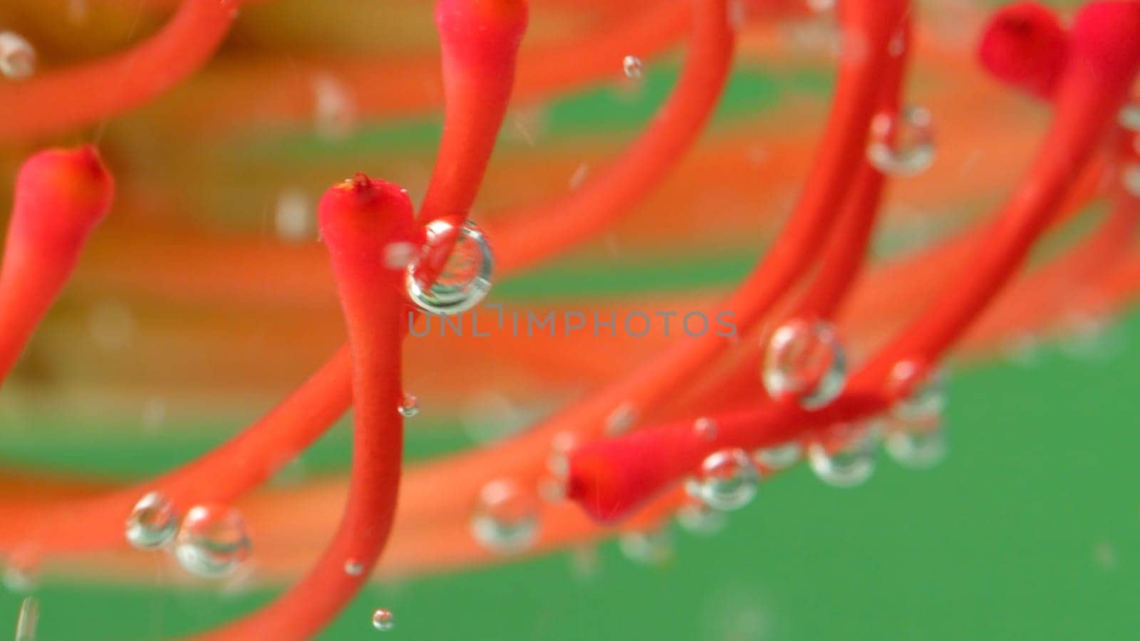 A bright orange flower.Stock footage.A small coral in the water that is covered in bubbles after the filter. High quality FullHD footage