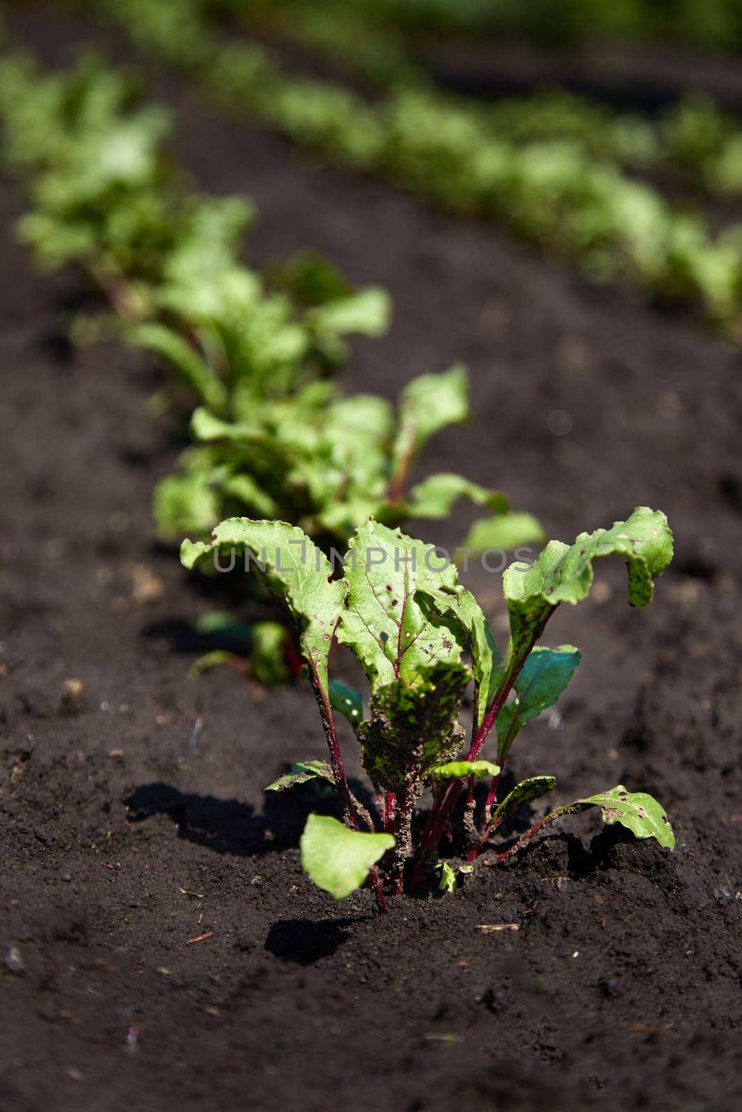 Beetroot plants in a row in garden