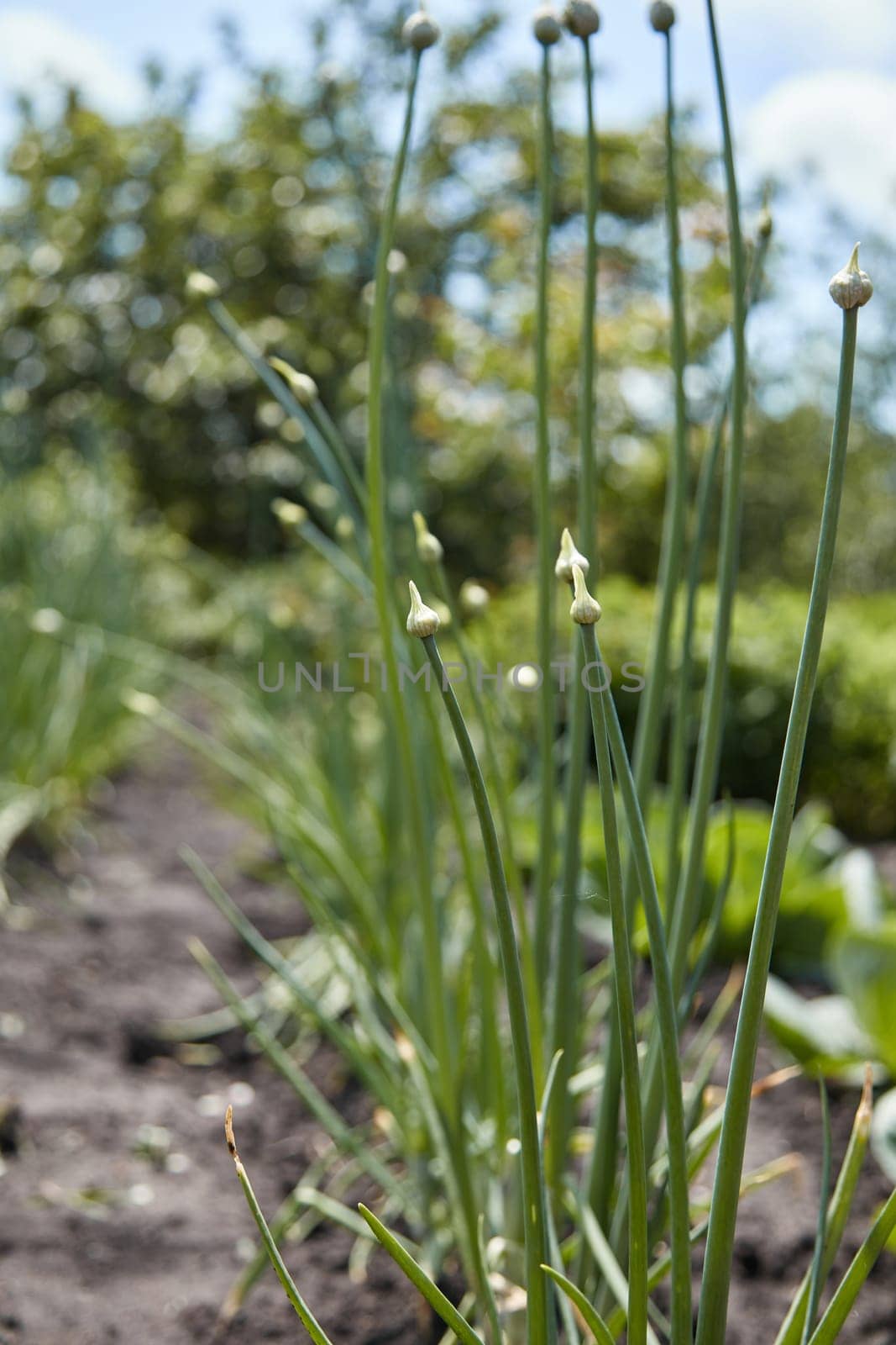 Organically grown onions with bud on a stalk of plant