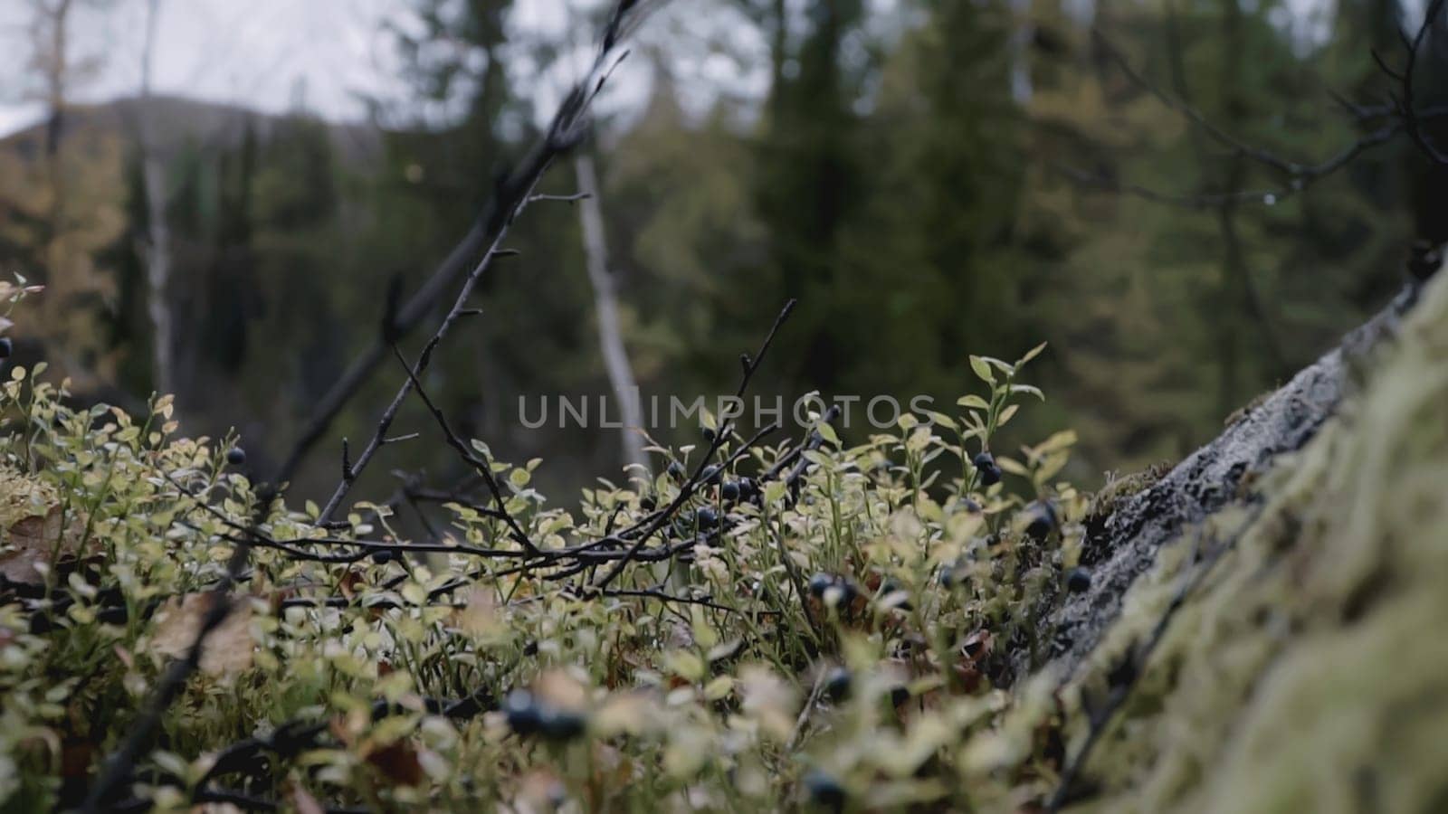 Shoe close-up comes in moss. clip. A tourist walks through an autumn swamp overgrown with moss with stones in the background.