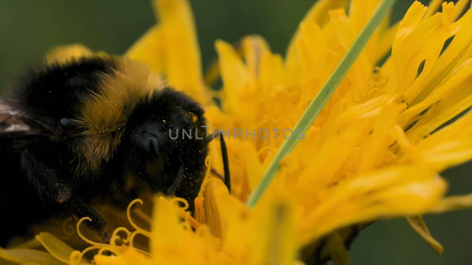 Close up of bee pollinating yellow flower dandelion on blurred green grass background. Small insect eating nector summer bright flower.