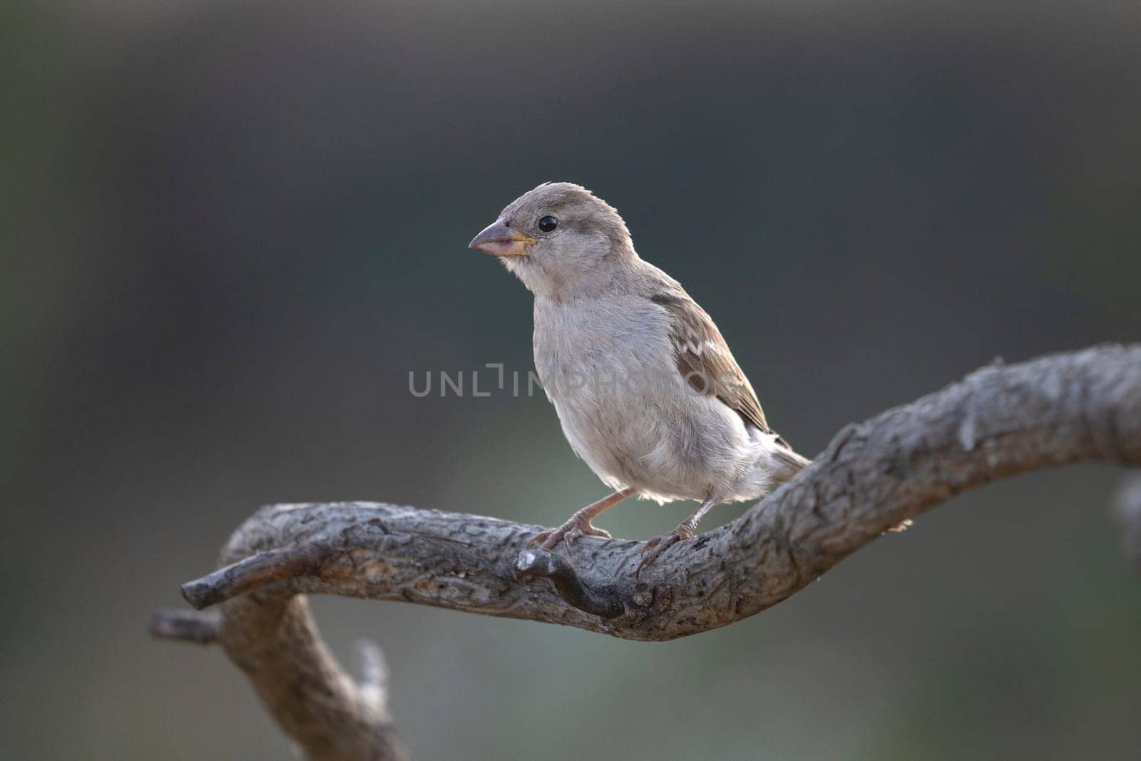 bird sitting on a beautiful dry branch , wild nature