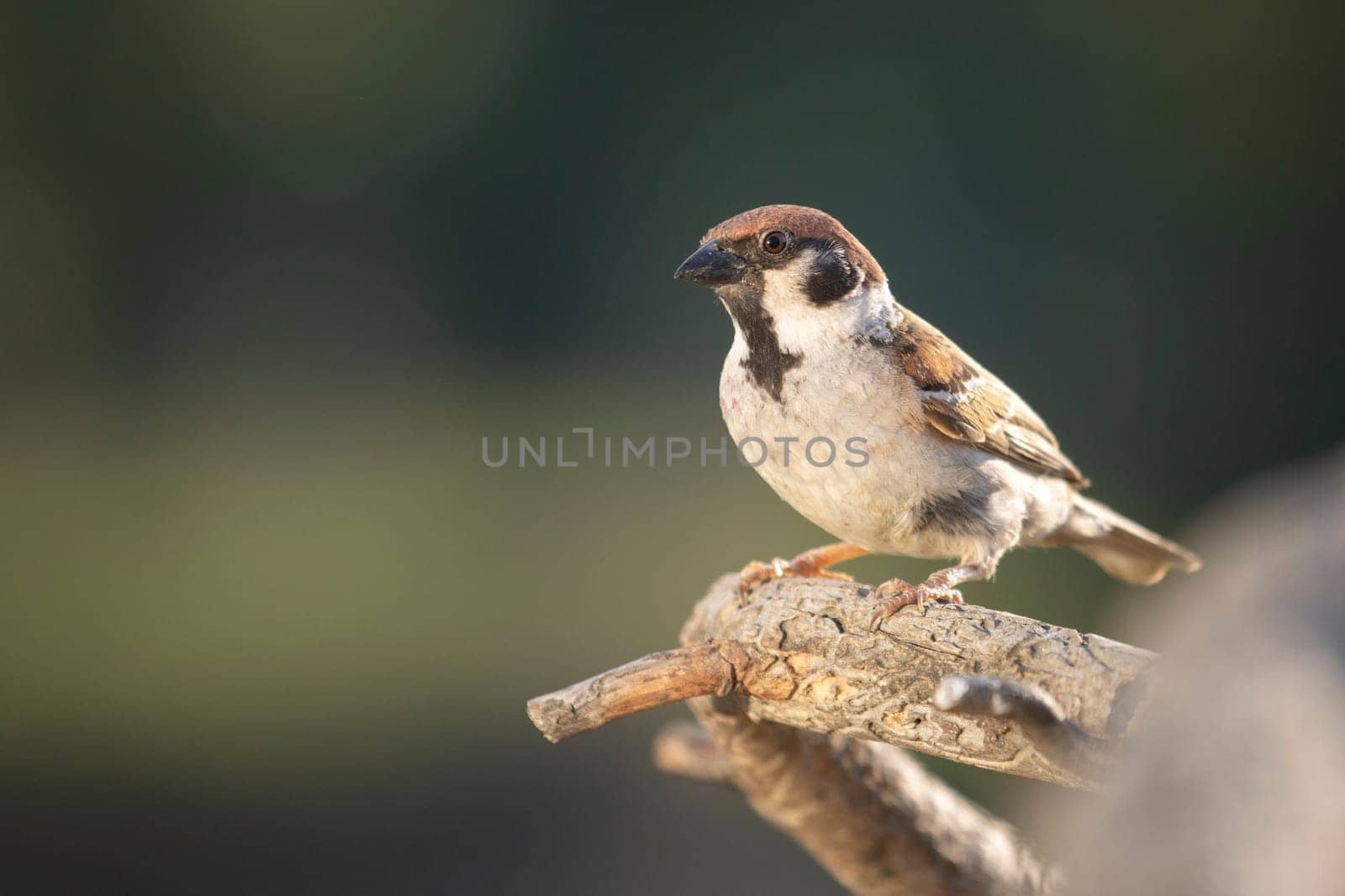 sparrow sitting on a beautiful dry branch , wild nature