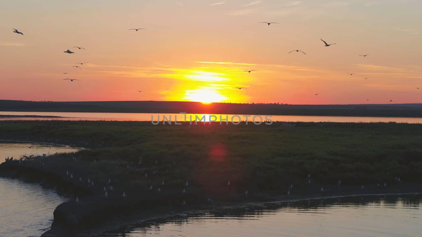 A flock of birds on the background of colorful sky. Sunset on the river. Island of gulls. Birds fly at sunset, aerial.