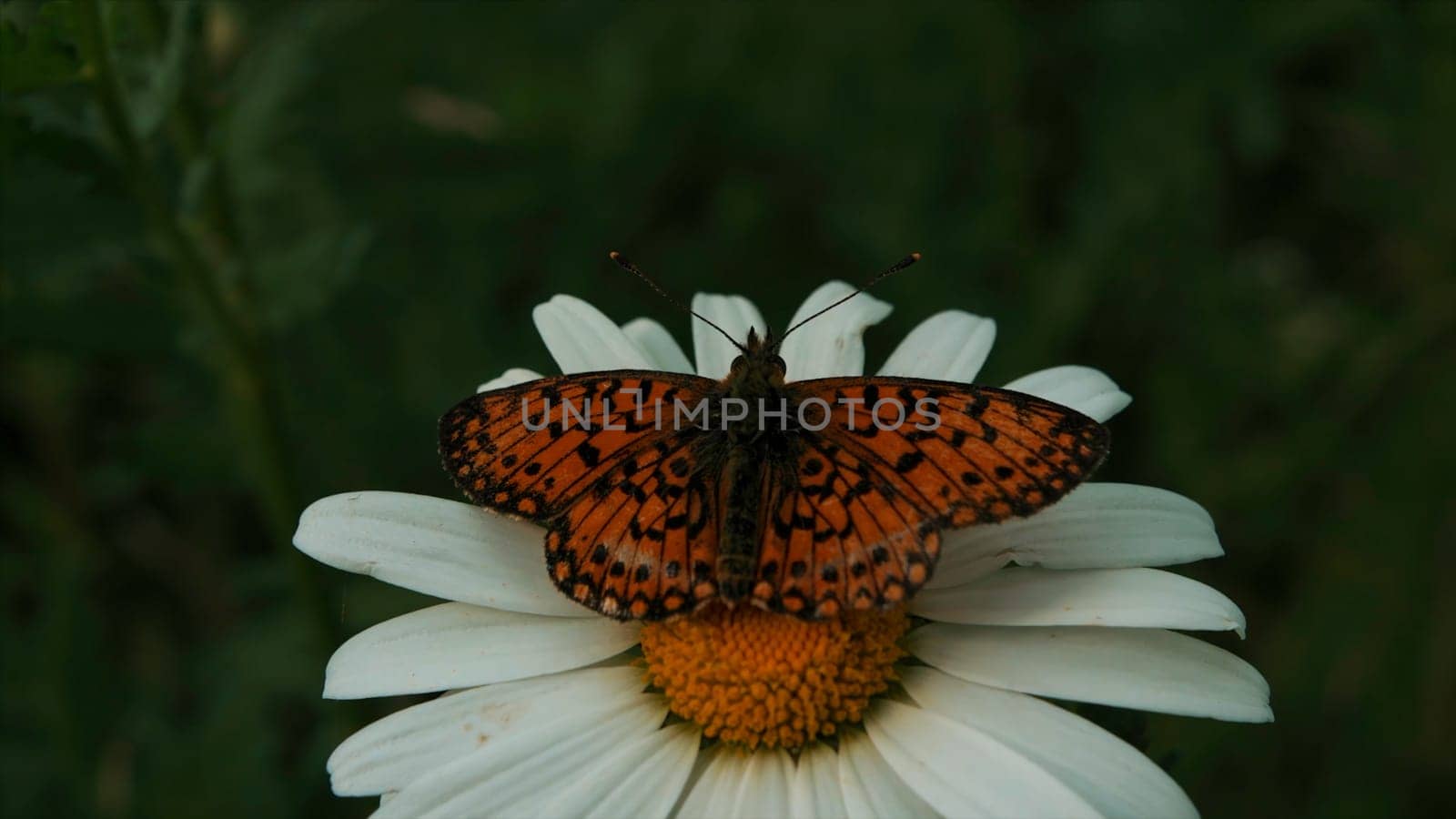 Butterfly collects nectar from a flower, close up. Creative. Beautiful butterfly on a flower yellow bud and white petals on green summer field background
