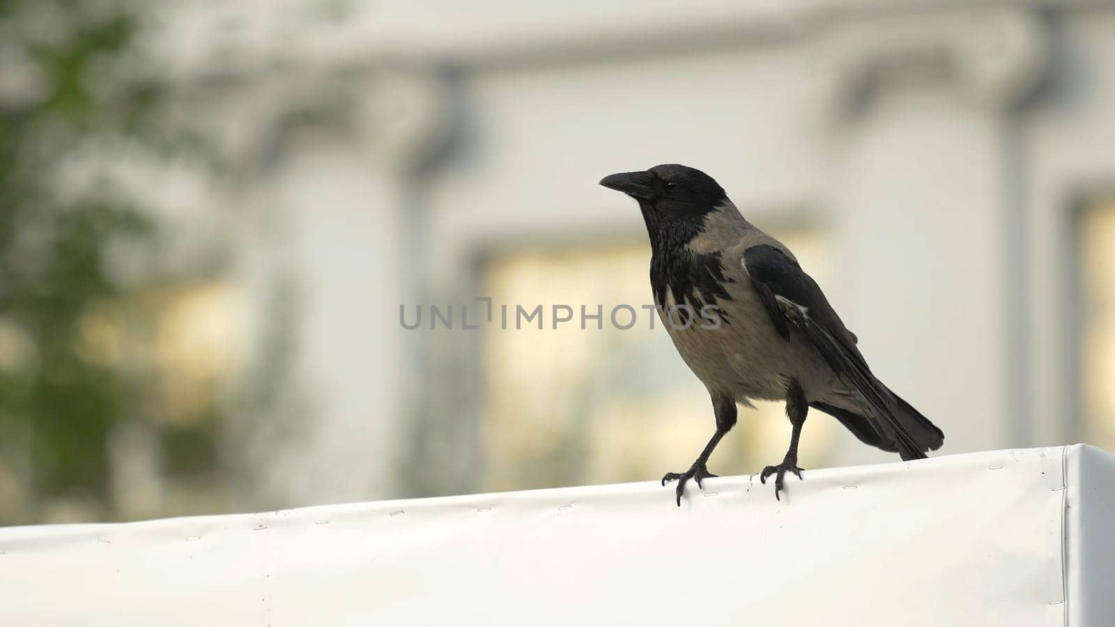 a crow is sitting on a Billboard and then flies away. Hooded Crow Flying in the Sky with Wings Spread 4K