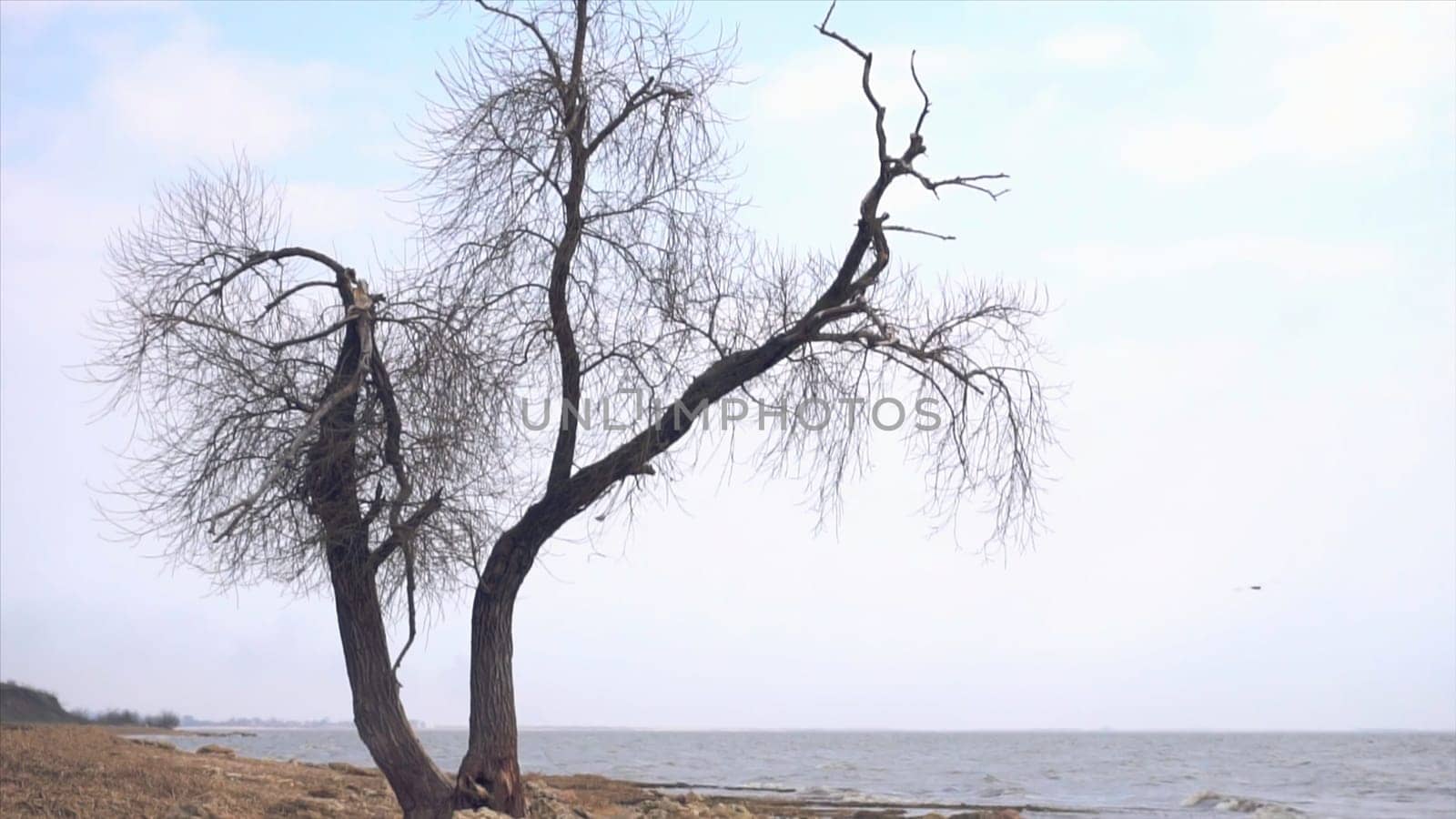 Lonely old tree by the sea. Footage. Lonely dry tree trunk on the beach near the sea on a depressing cloudy and rainy day.