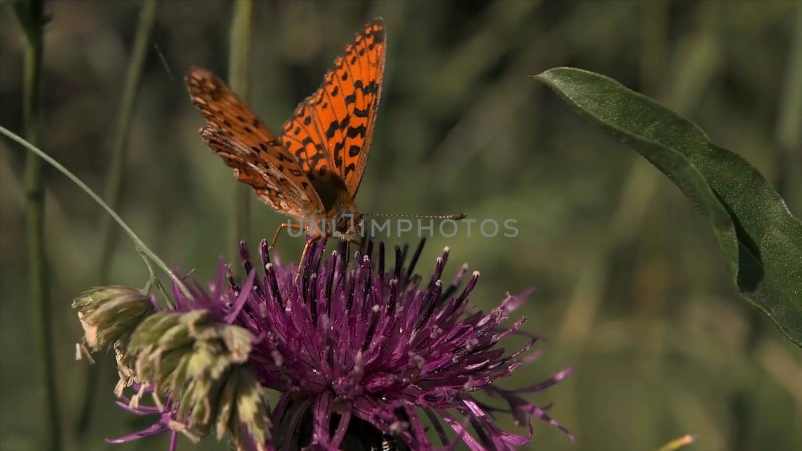 Butterfly sitting on a purple blooming flower. Natural landscape, close up of an orange and black small butterfly on green grass background.