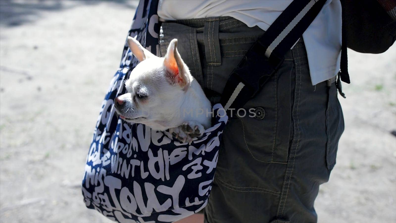 Little lovely dog in the dark blue bag of traveller, sunny day. Clip. Little white dog in travel bag. The concept of traveling with Pets.