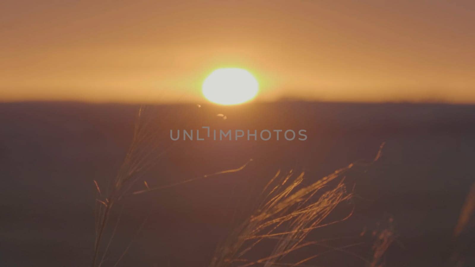Grass in the wind at sunrise. Summer grass meadow of pleasant wind with bright sunlight sunny spring.