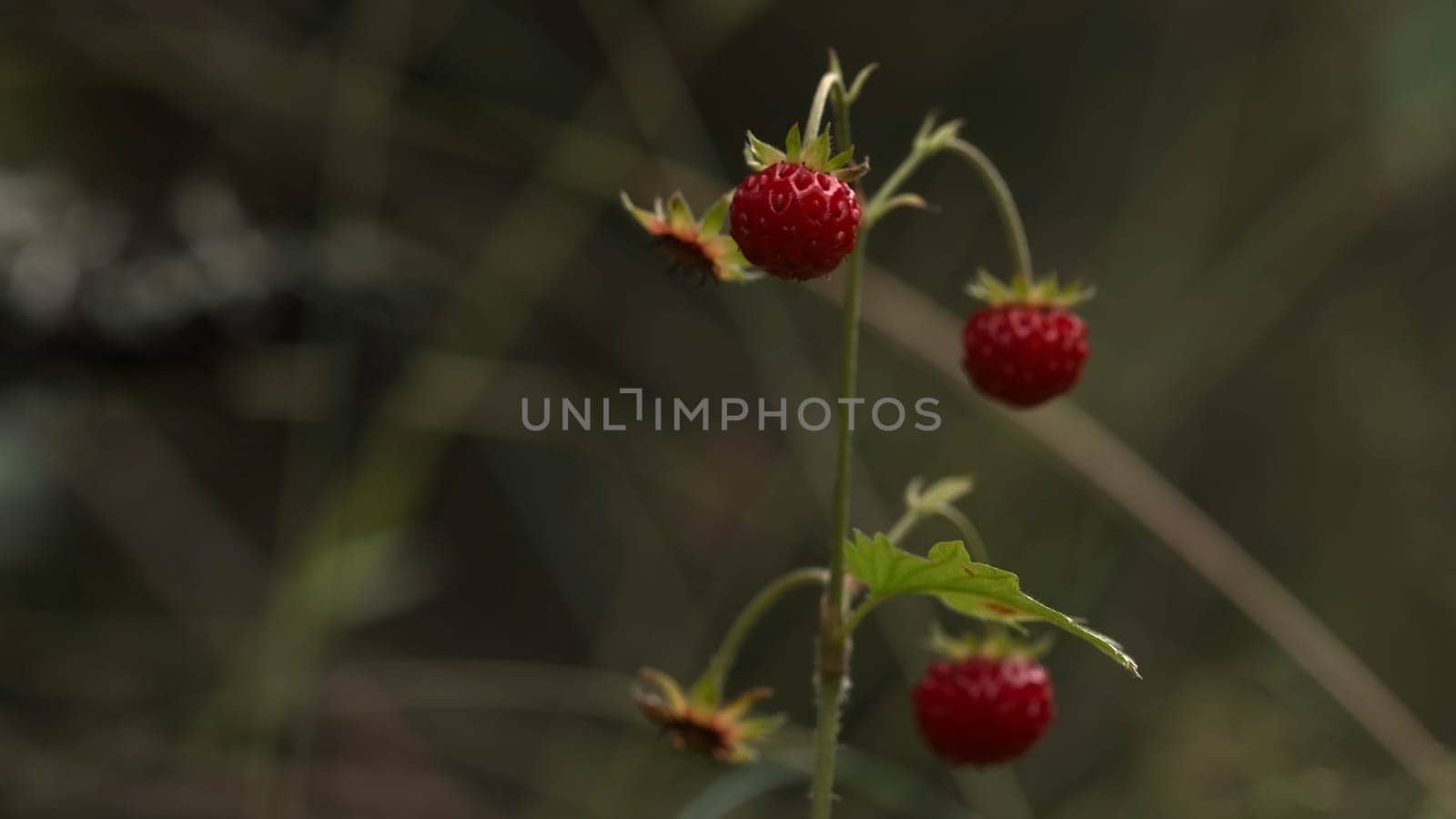 A small twig with a berry.Creative. Growing small strawberries on a green stalk on a green background. High quality 4k footage
