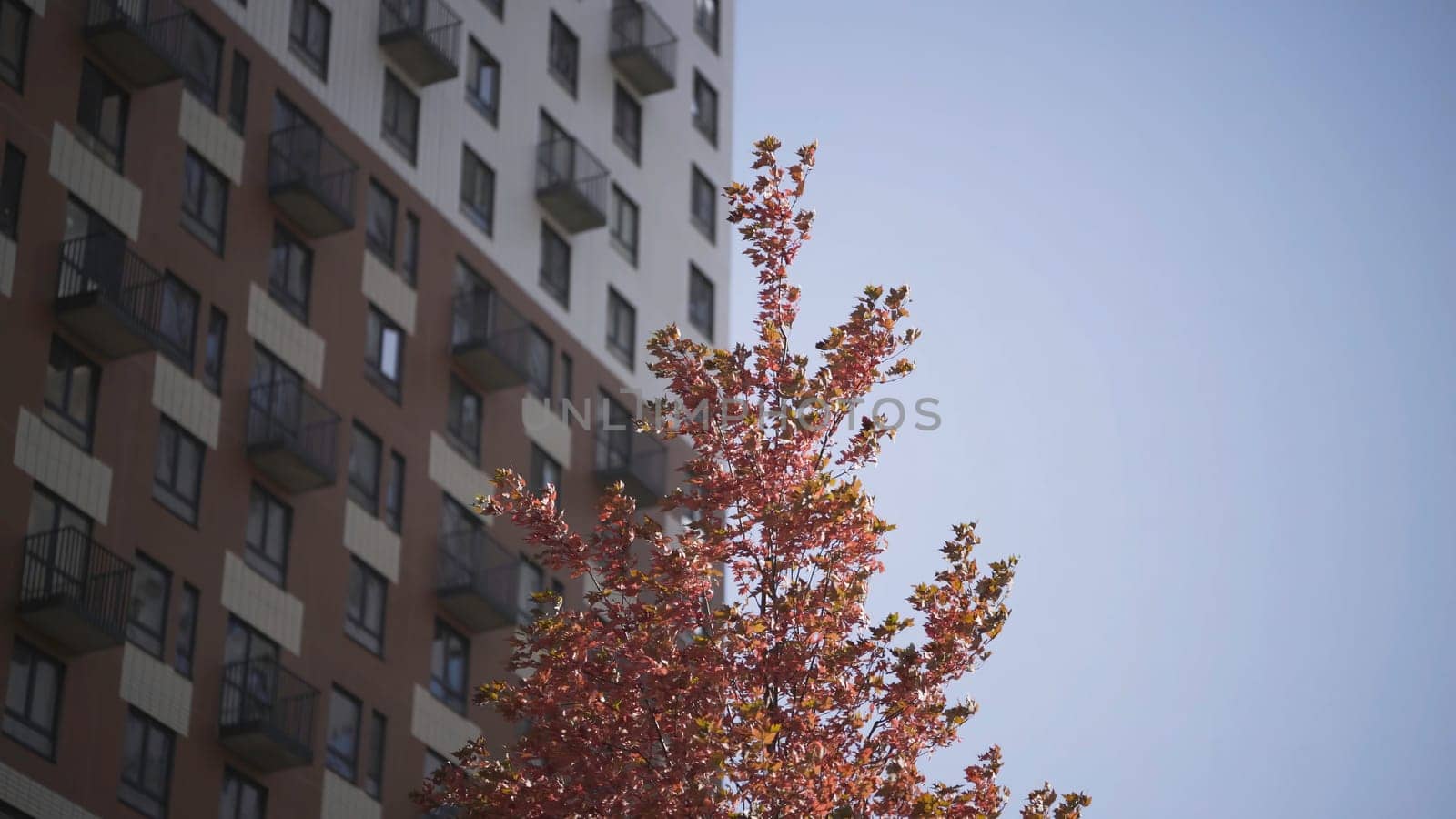 Branches with red leaves on background of high-rise buildings. Action. Top of tree with autumn leaves rustles in wind on clear day. Tree with red leaves on background of building and blue sky.