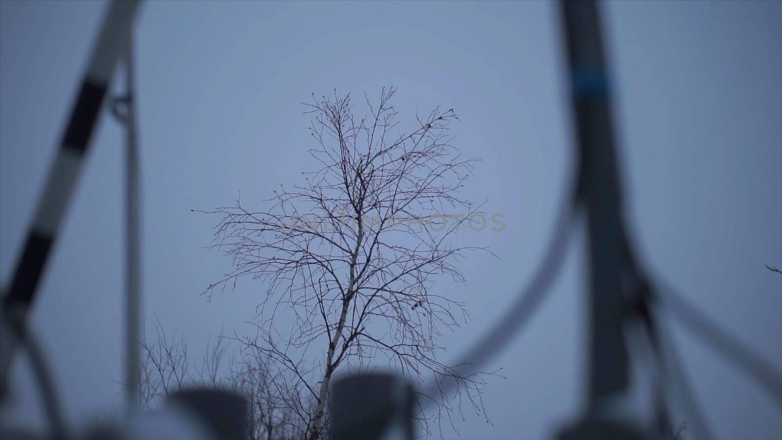 Bottom view of an autumn tree on evening blue cloudy sky background. Clip. Windy weather with tree branches swaying in the evening