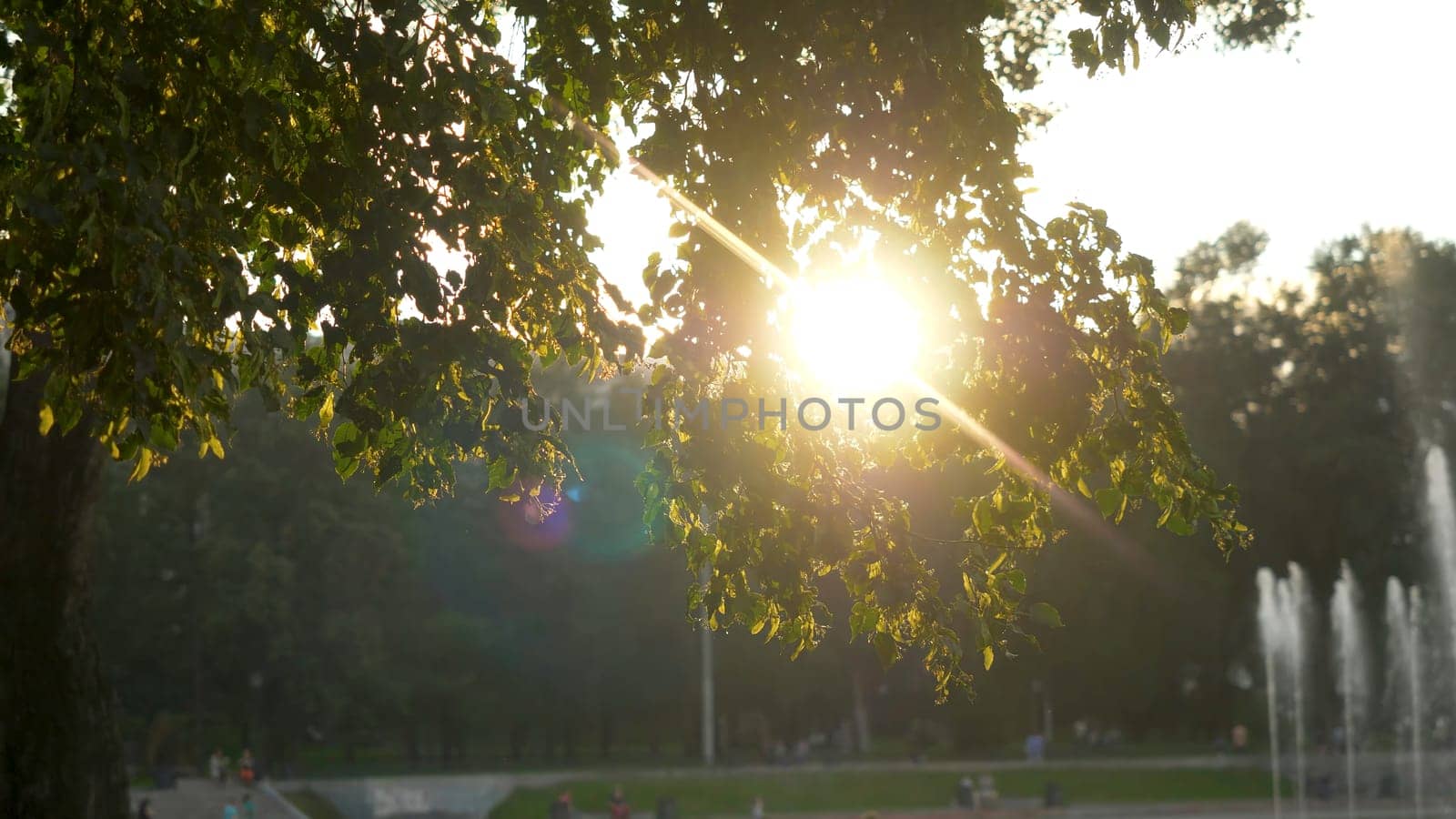 Green park at summer time in during sunset time.