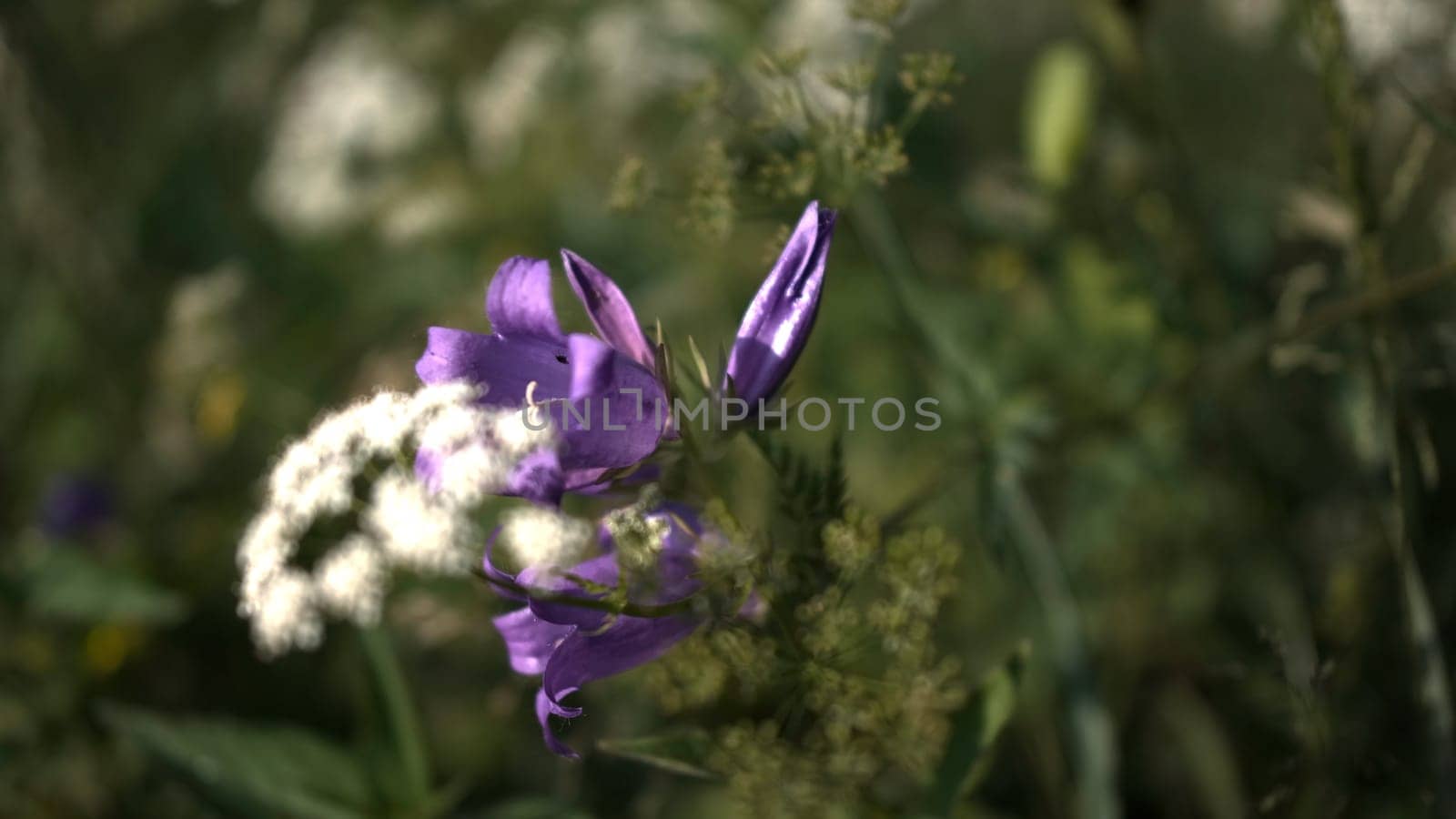 Purple flowers in macro photography.Creative. Bright bells hanging flowers down next to white flowers in the grass
