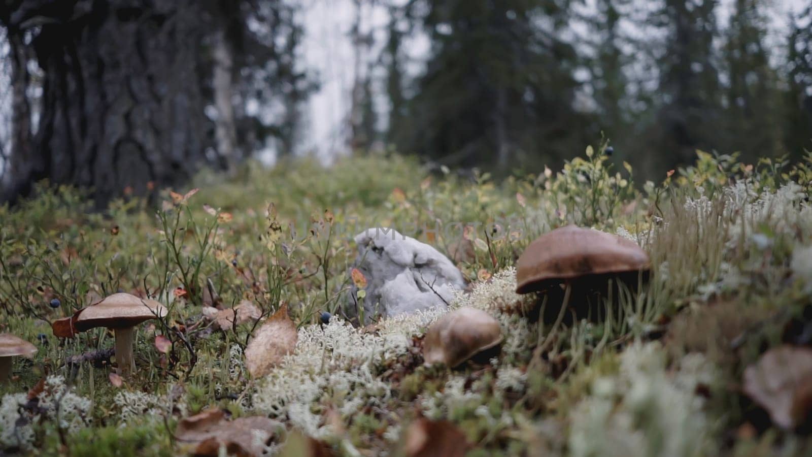 Mushrooms in the forest. CLIP. Glade with mushrooms and grass. Several brown mushrooms have grown in the meadow. Christmas trees grow in the background.