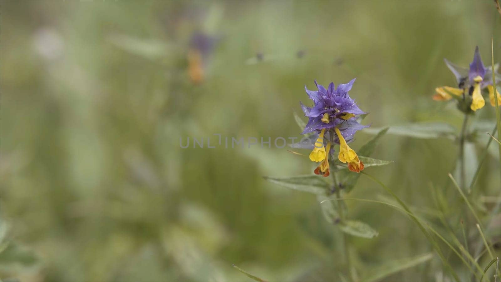 Summer forest flowers, yellow and purple beautiful cow-wheat Melampyrum nemorosum . Picturesque blooming flower in the summer sunny field.