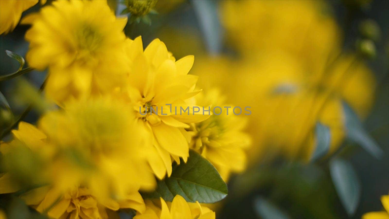 Closeup of beautiful yellow flowers in the garden. Clip. Yellow flowers on a green meadow.