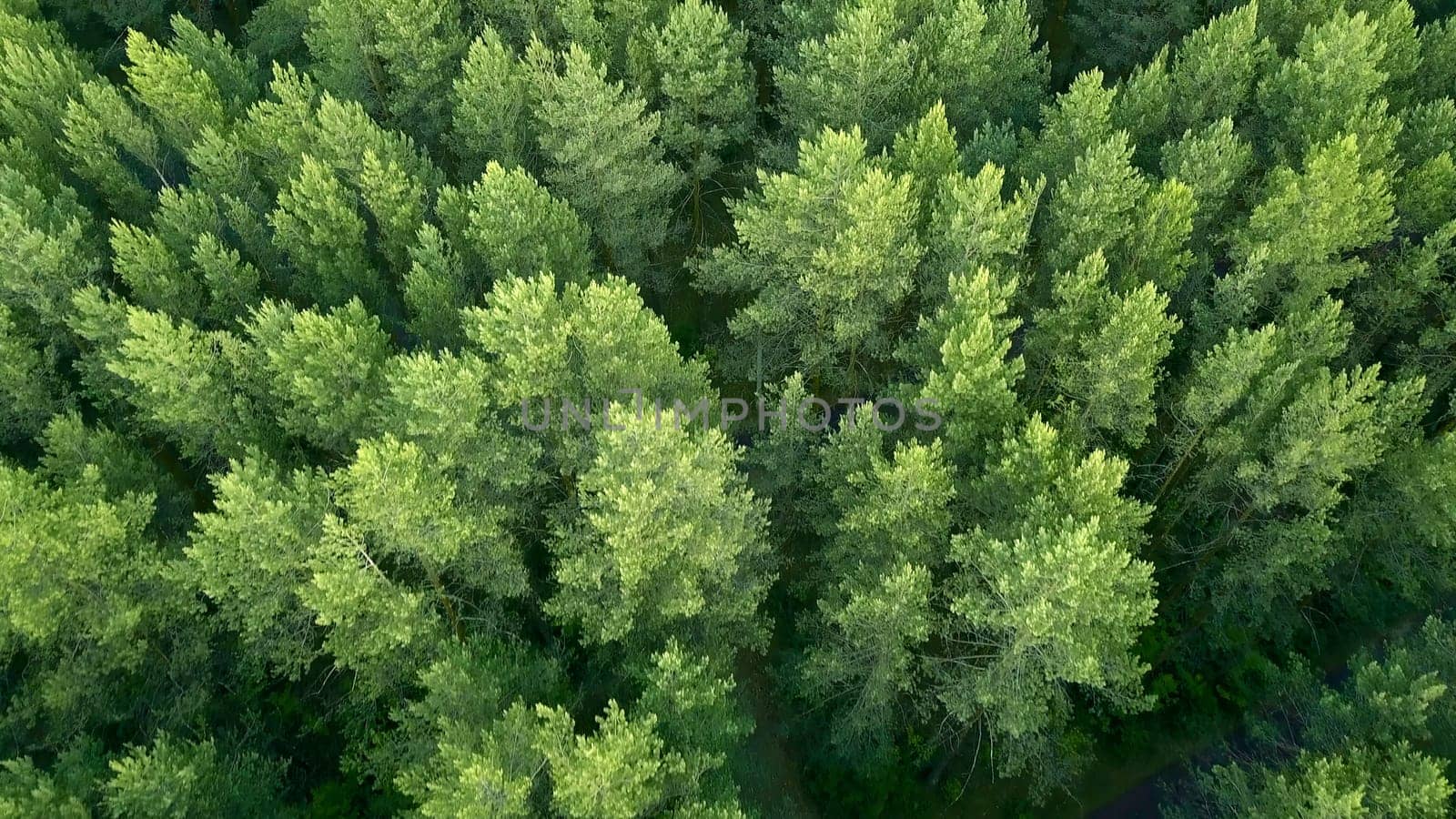 Top view of tops of coniferous forest in summer. Clip. Beautiful coniferous forest with green trees. Dense wild forest with coniferous trees in summer.
