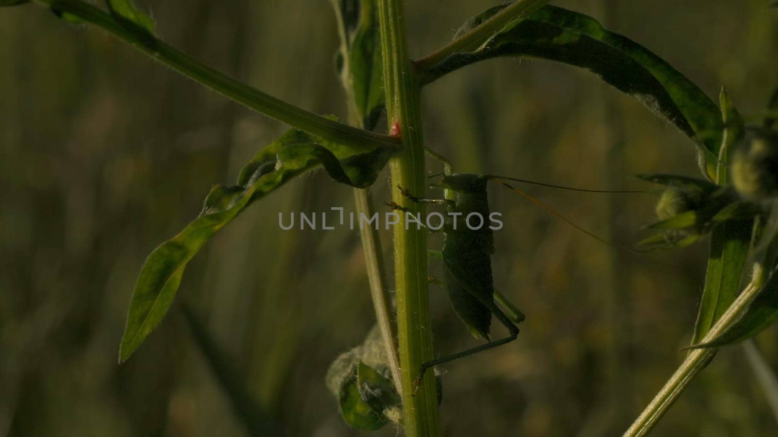 Macro view of a green grasshopper resting on green leaf stem. Creative. Concept of nature and wildlife, an insect in the field