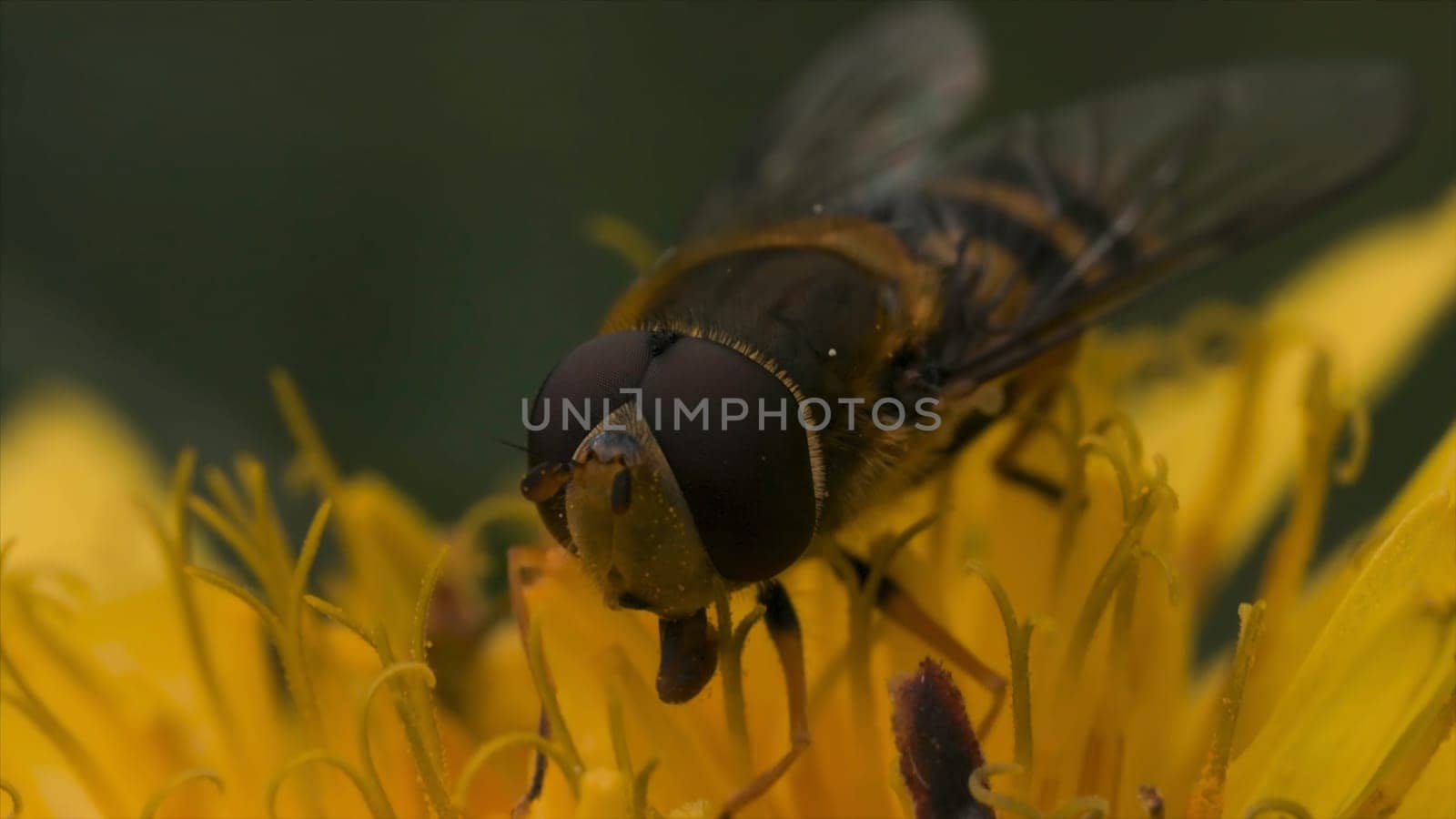 Extreme close up of a wasp on a yellow flower collecting pollen. Beautiful dandelion with wasp in macro, dangerous insects on blurred green grass background.