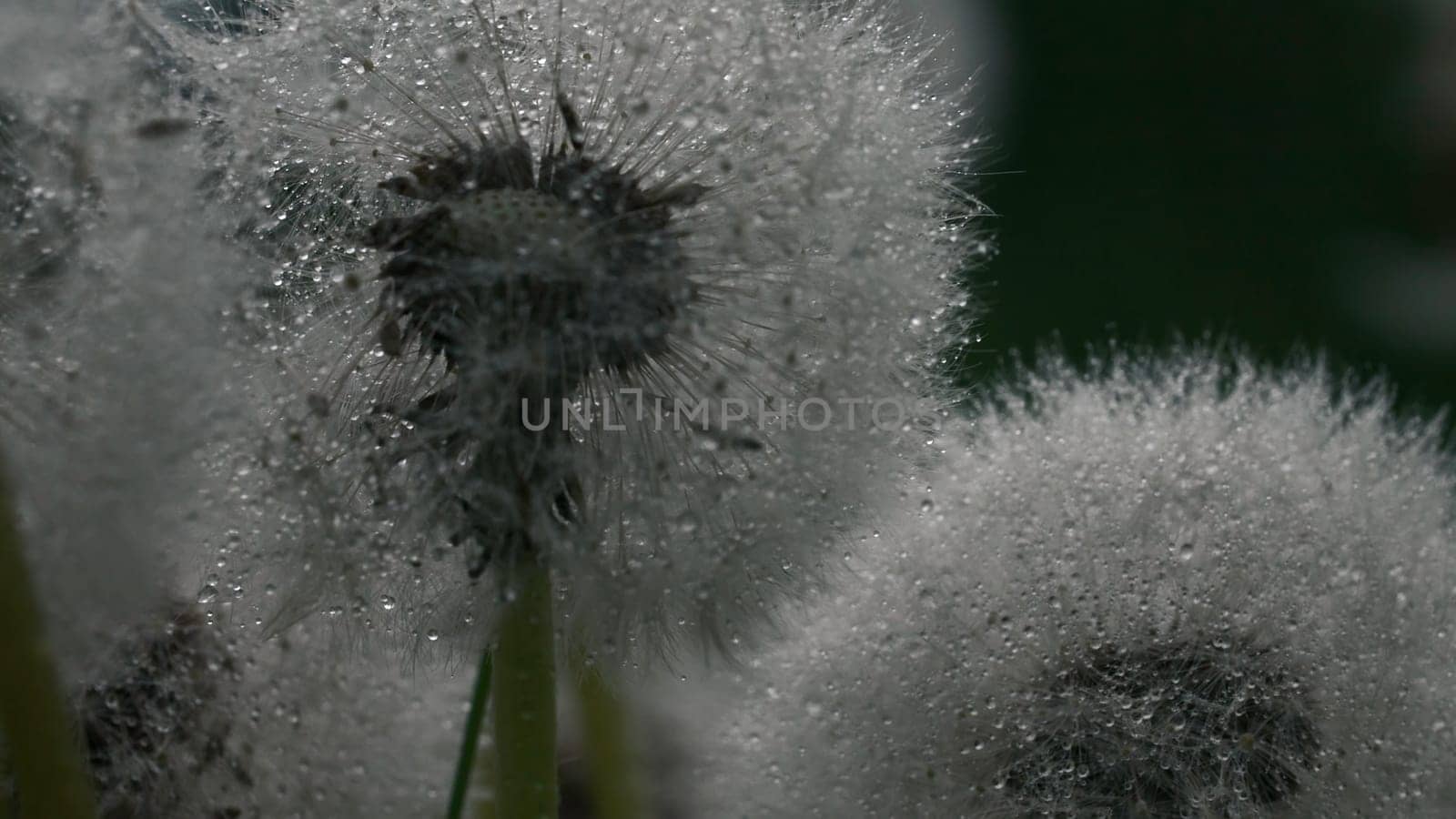 Close up of fluffy dandelion heads covered by hundreds of small rain drops. Creative. Rain falling down on summer green meadow