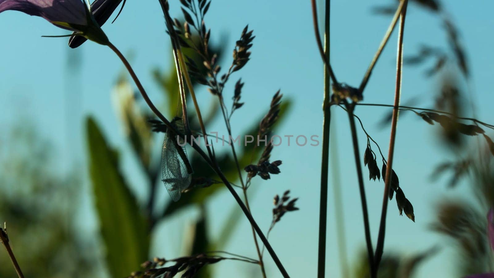 Green environment concept, summer natural meadow background. Creative. Stems of growing plants in a field