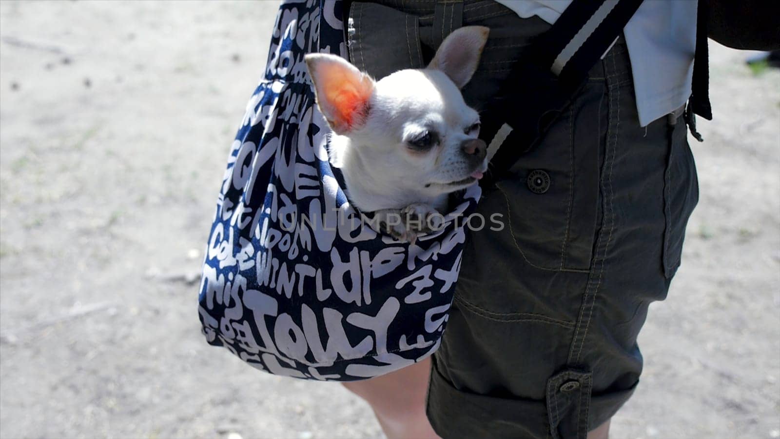 Little lovely dog in the dark blue bag of traveller, sunny day. Clip. Little white dog in travel bag. The concept of traveling with Pets.