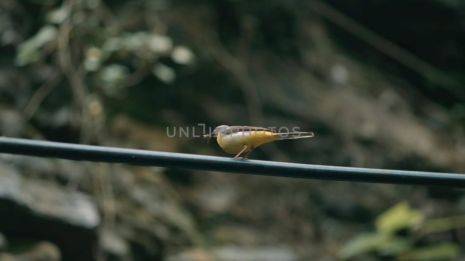 Beatiful bird. Creative. The preatty yellow bird is looking for food while is weating for his couple.