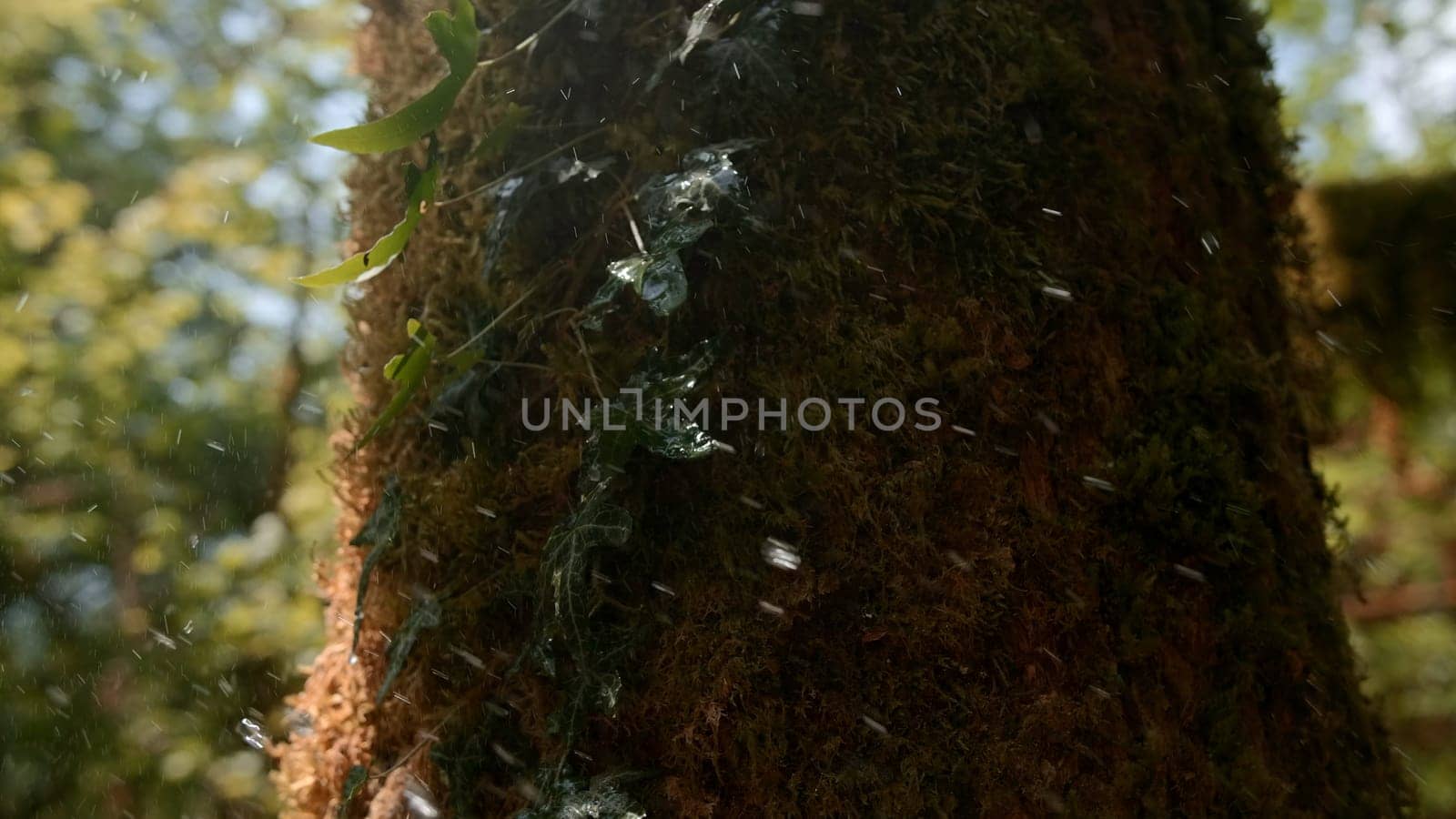 Fresh green fluffy moss growing on bark of old tree trunk. Creative. Spring forest in April and drops of water falling on a tree and green leaves
