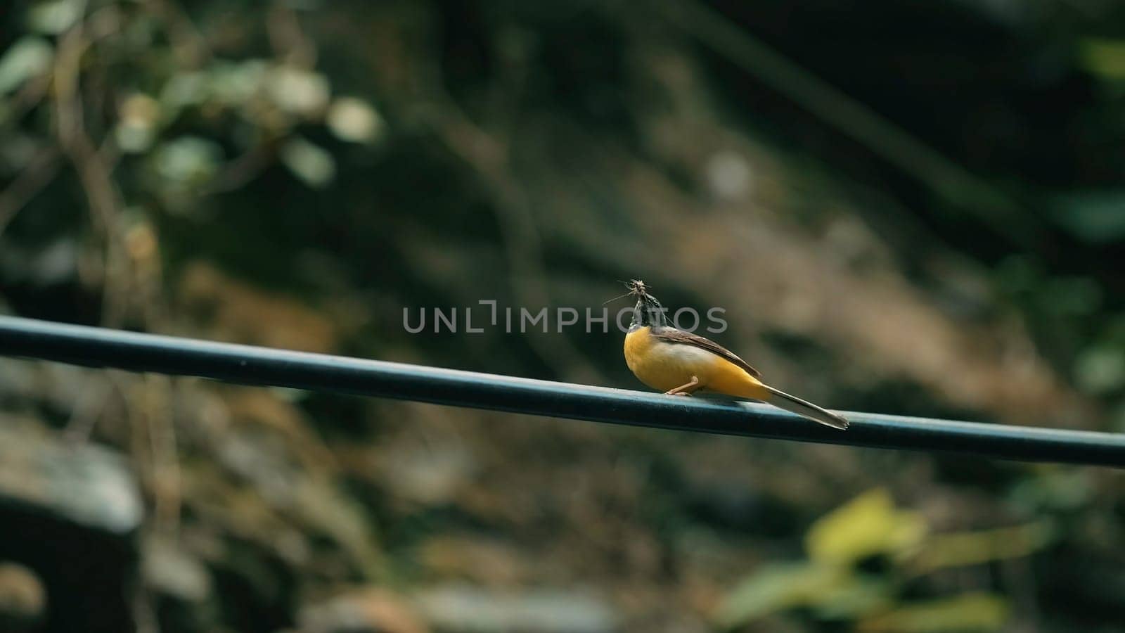 Small bird . Creative. This amzing bird is dancing before our eyes .