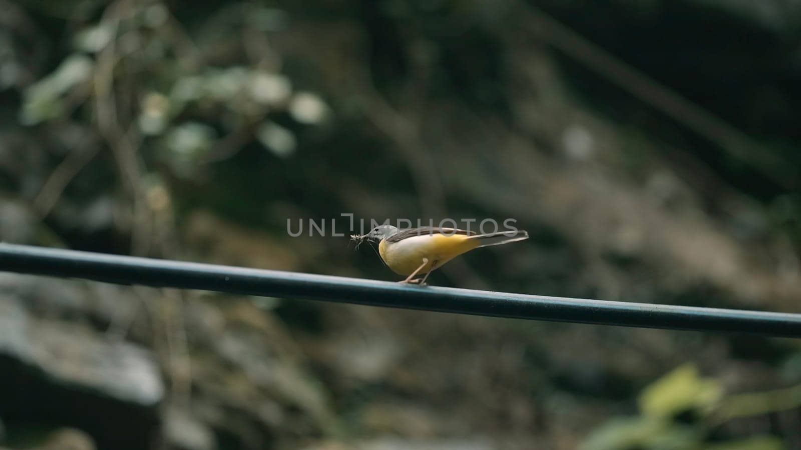 Small bird . Creative. This amzing bird is dancing before our eyes .