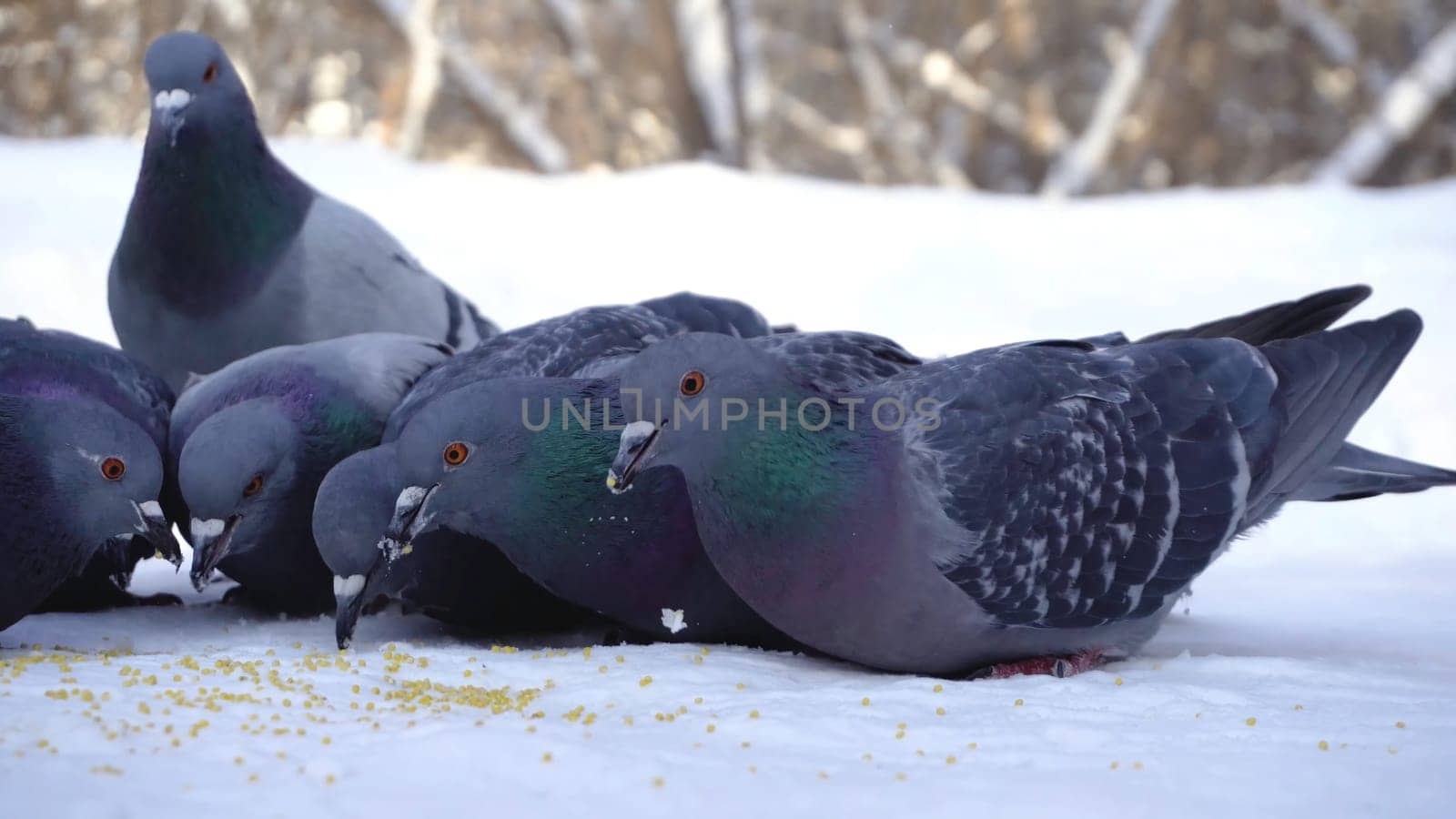 Pigeons eating grain in snow. Media. Close-up of pigeons coming to eat scattered millet grains in snow in park.