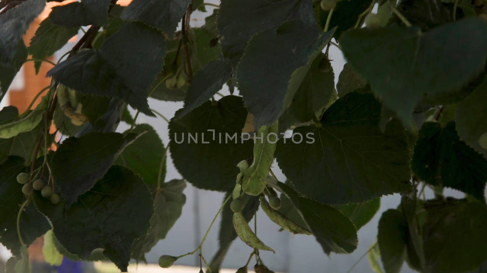Bright green leaves on a tree branch against the background of the house in the city street. Close up for green petals of a tree and over beautiful red house.