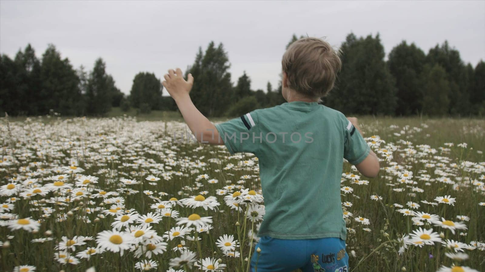 Boy runs through chamomile field. Creative. Rear view of boy running through meadow. Boy runs happily through chamomile meadow on summer day.