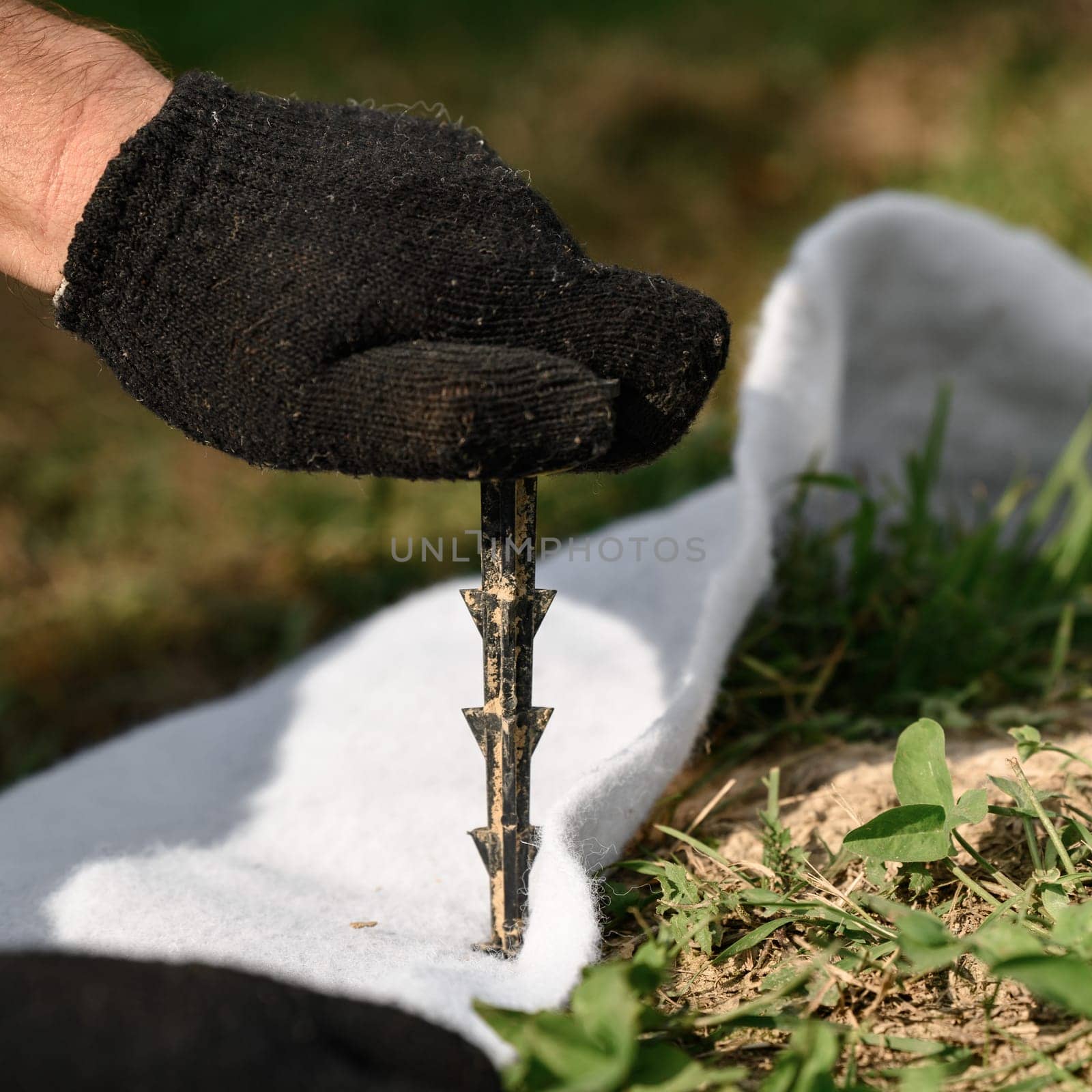 Worker pierces and fixes the geotextile with a plastic peg for agrofabric with a gloved hand. by Niko_Cingaryuk