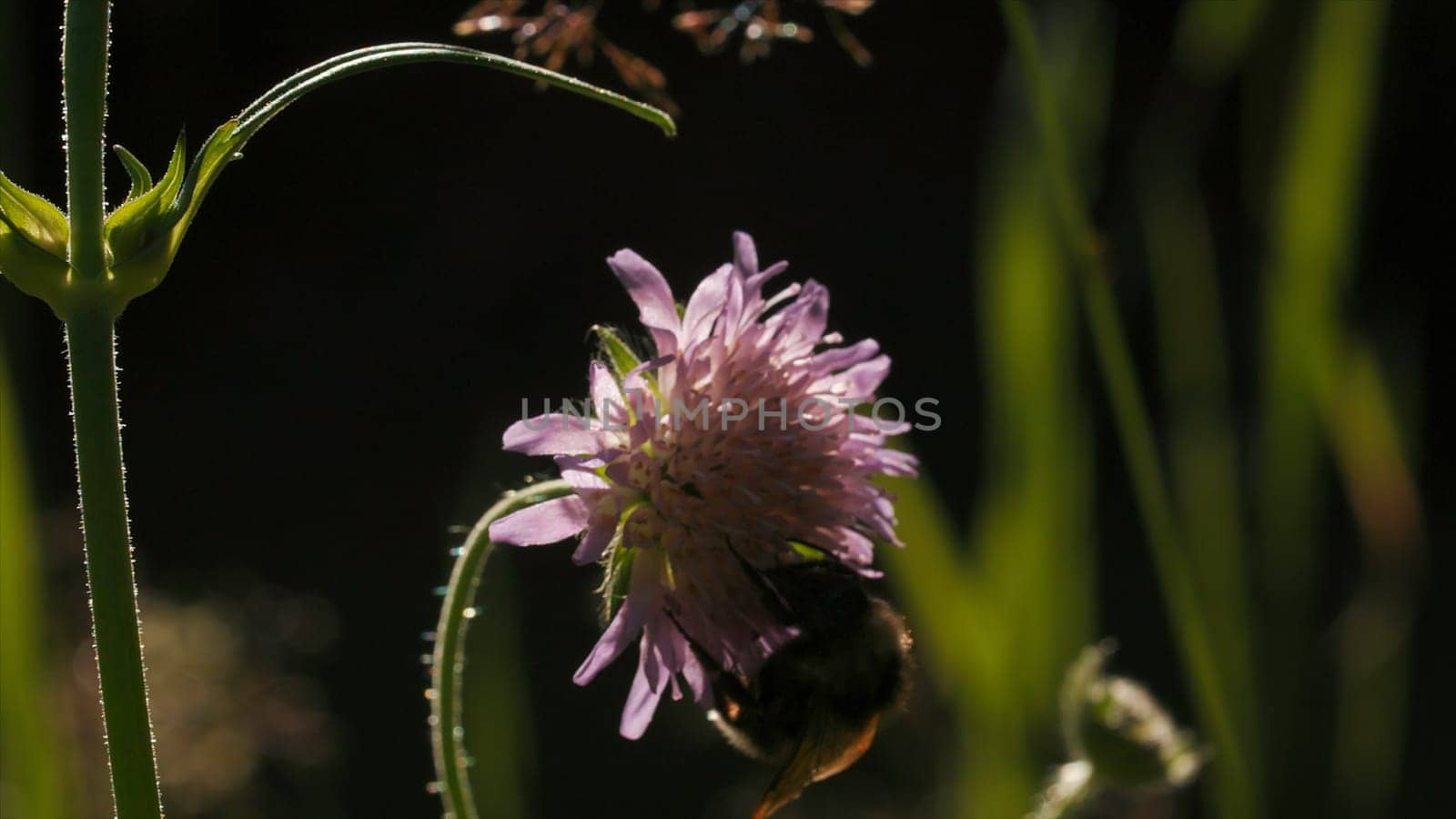Bumblebee drinks nectar from young clover flowers. Creative. Close up of insect in the summer field on blurred background
