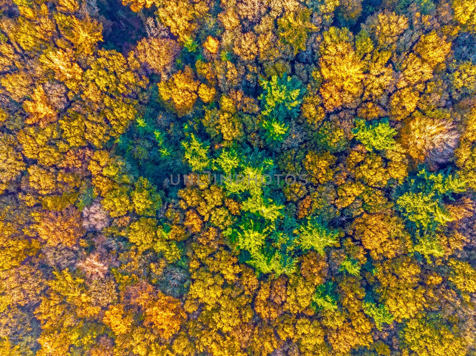 Aerial topshot from trees in fall in the Netherlands Europe